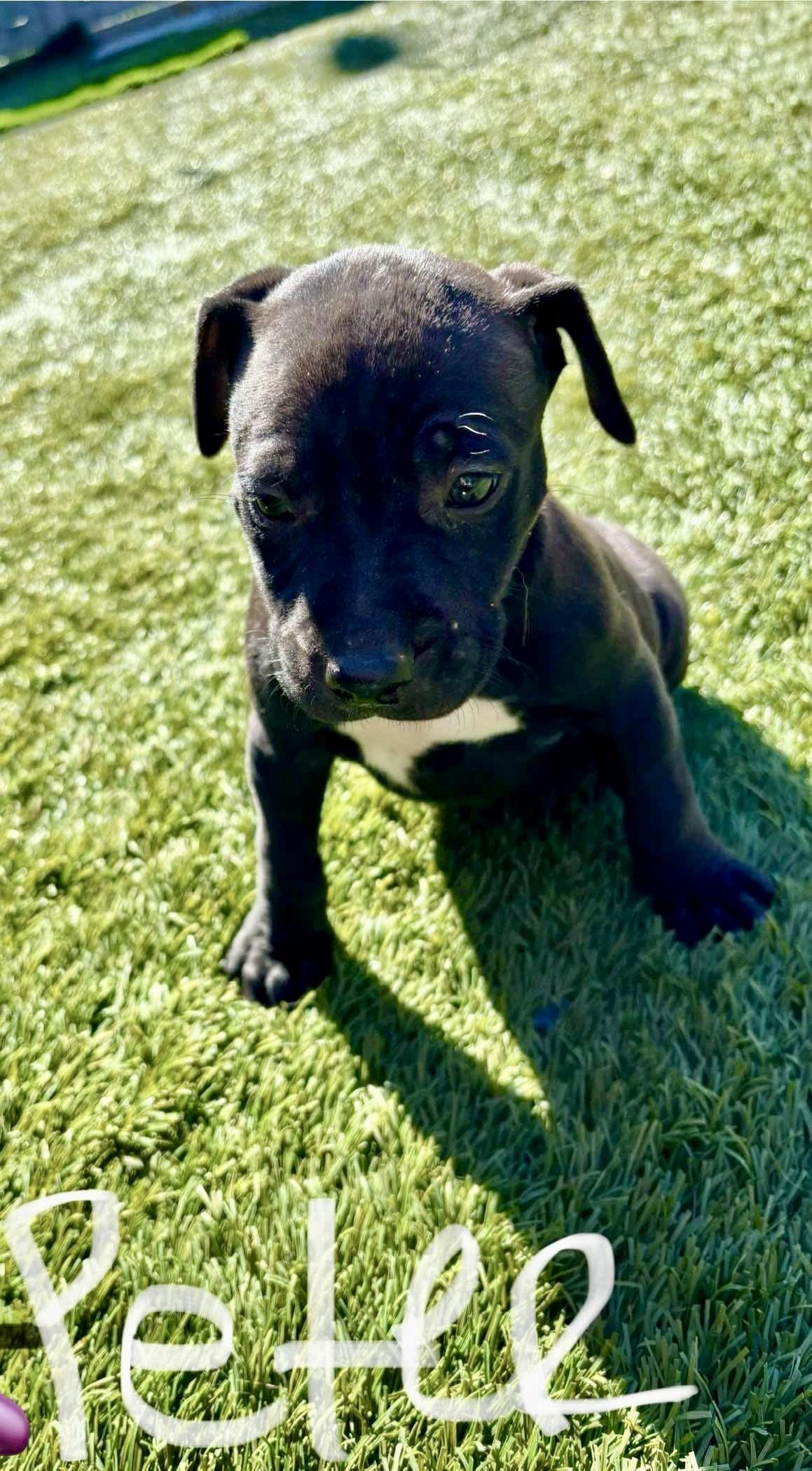 Enlarge Peter, a Adopted mixed breed in Milford, MA image 3/3