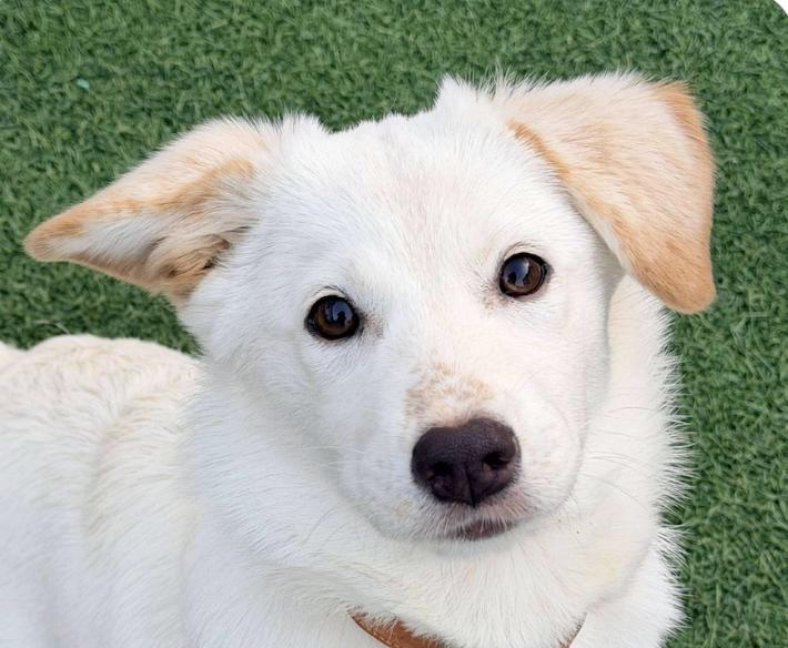 Poppy, adopted, Puppy Female Jindo.