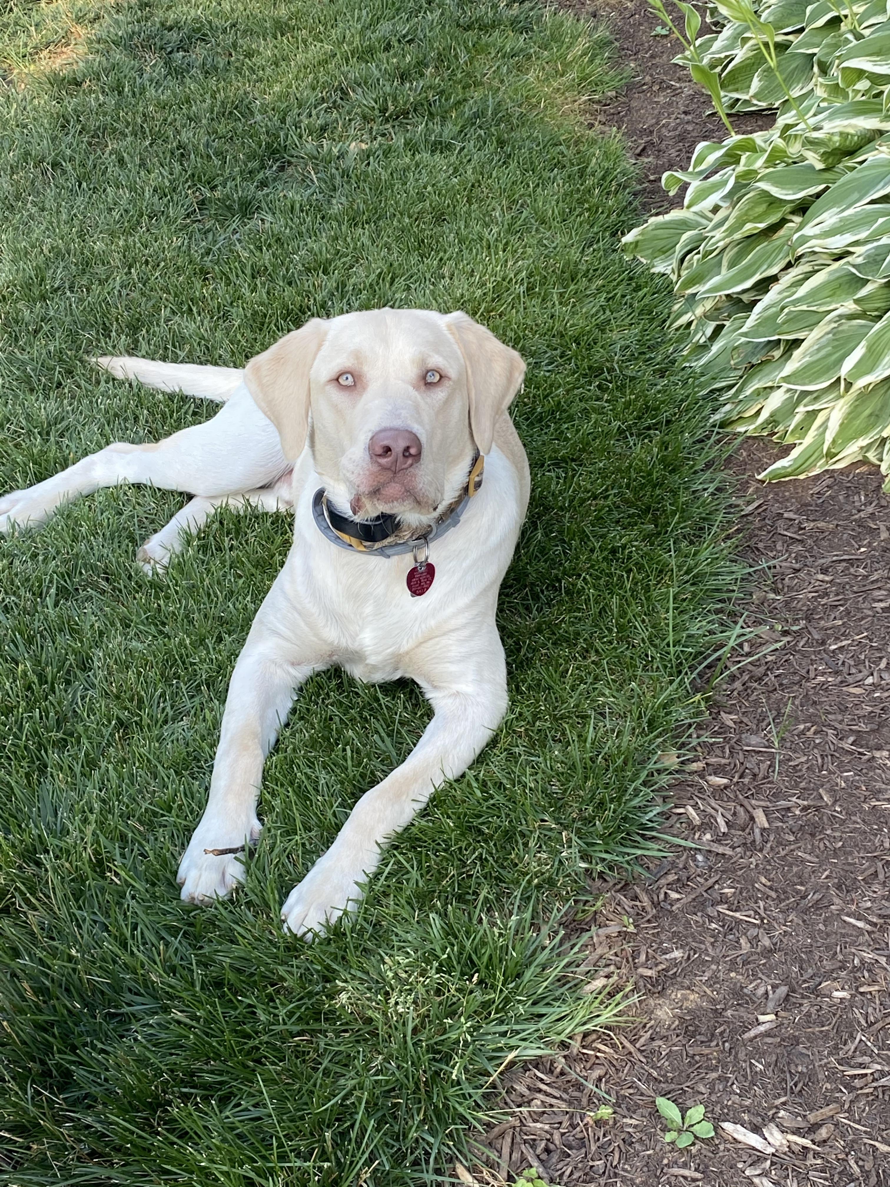 Enlarge Moose, a Adopted Labrador Retriever in Warrington, PA image 2/5