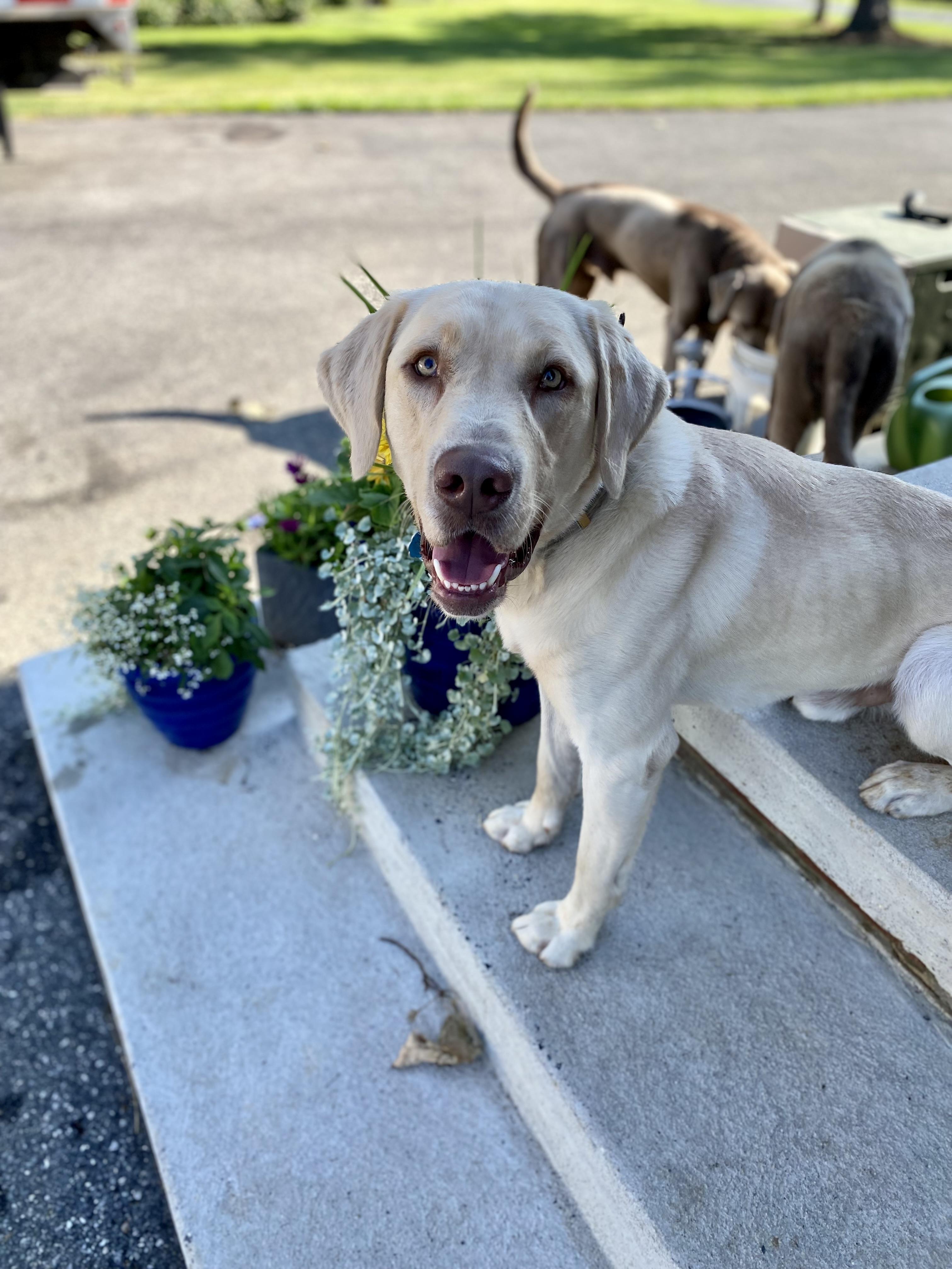 Moose, Adopted, Adult Male Labrador Retriever.