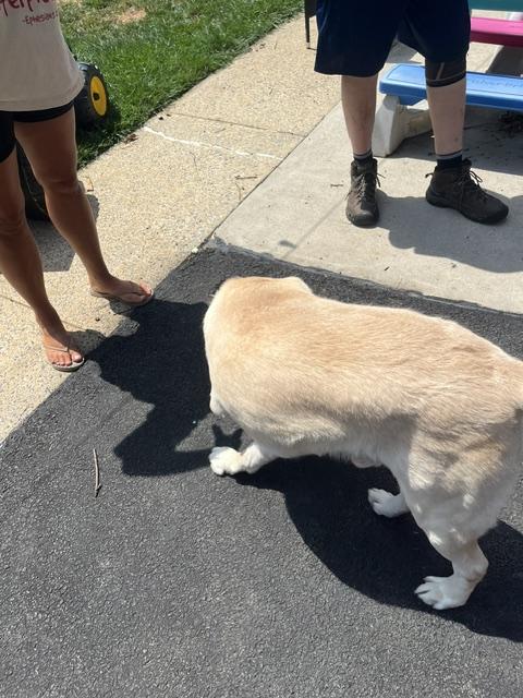 Enlarge Moose, a Adopted Labrador Retriever in Warrington, PA image 5/5
