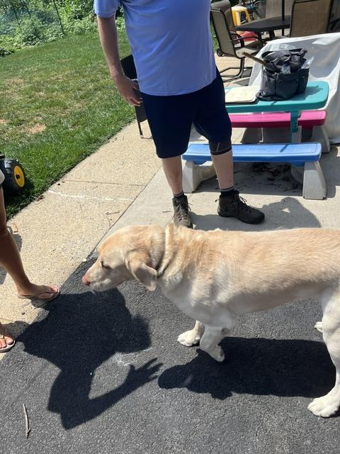 Enlarge Moose, a Adopted Labrador Retriever in Warrington, PA image 4/5