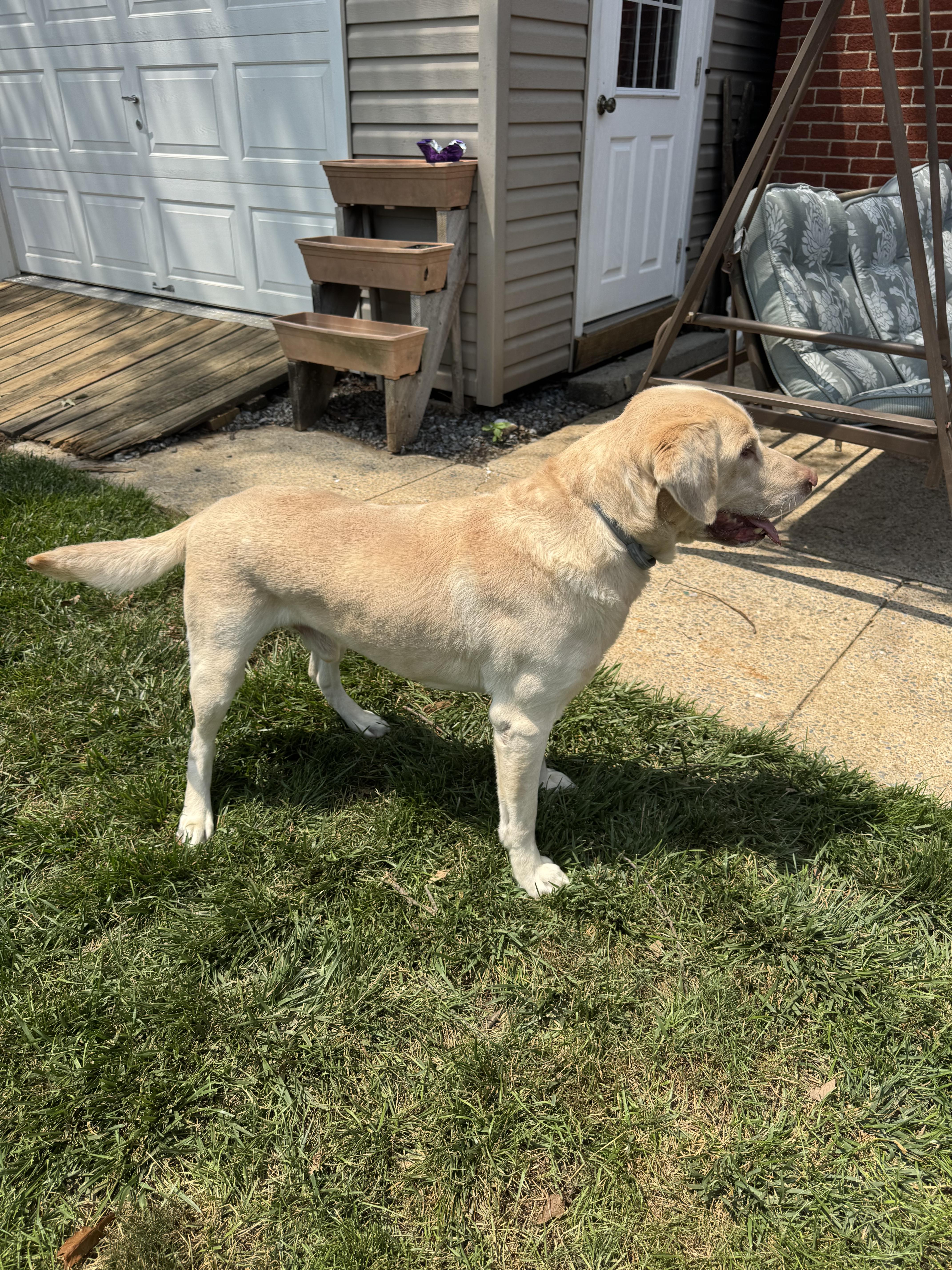 Enlarge Moose, a Adopted Labrador Retriever in Warrington, PA image 3/5