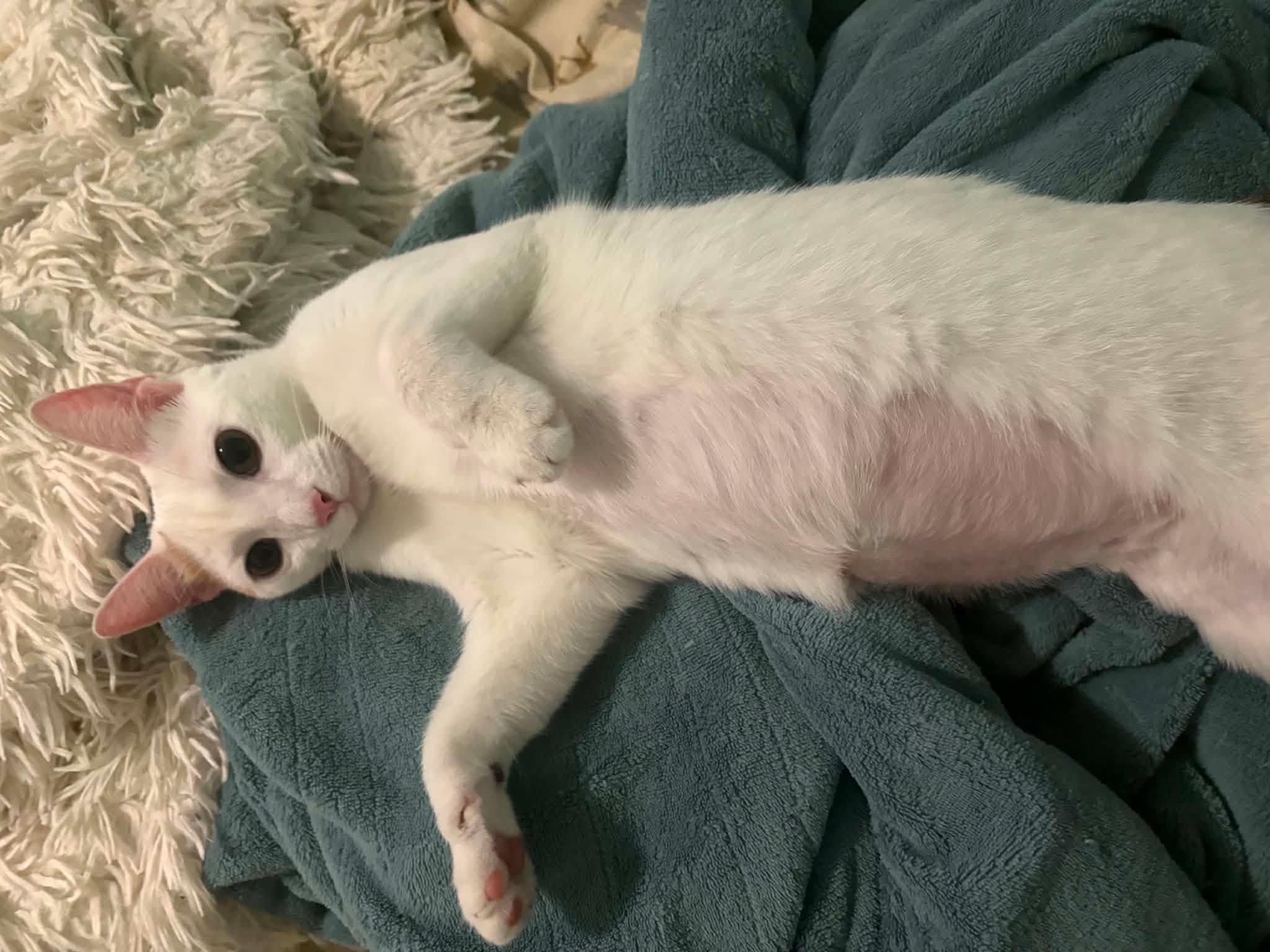 Summer, a ADOPTABLE Domestic Short Hair in Manhattan, KS image 5/5