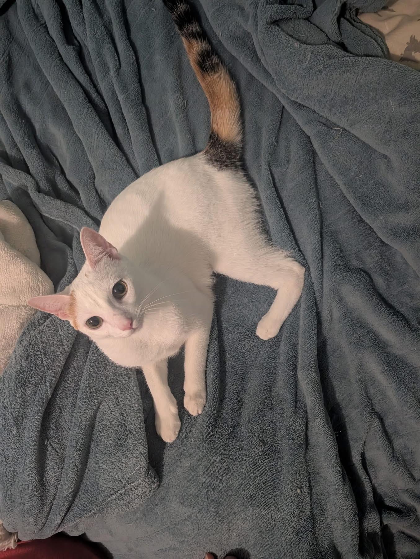 Summer, a ADOPTABLE Domestic Short Hair in Manhattan, KS image 2/5