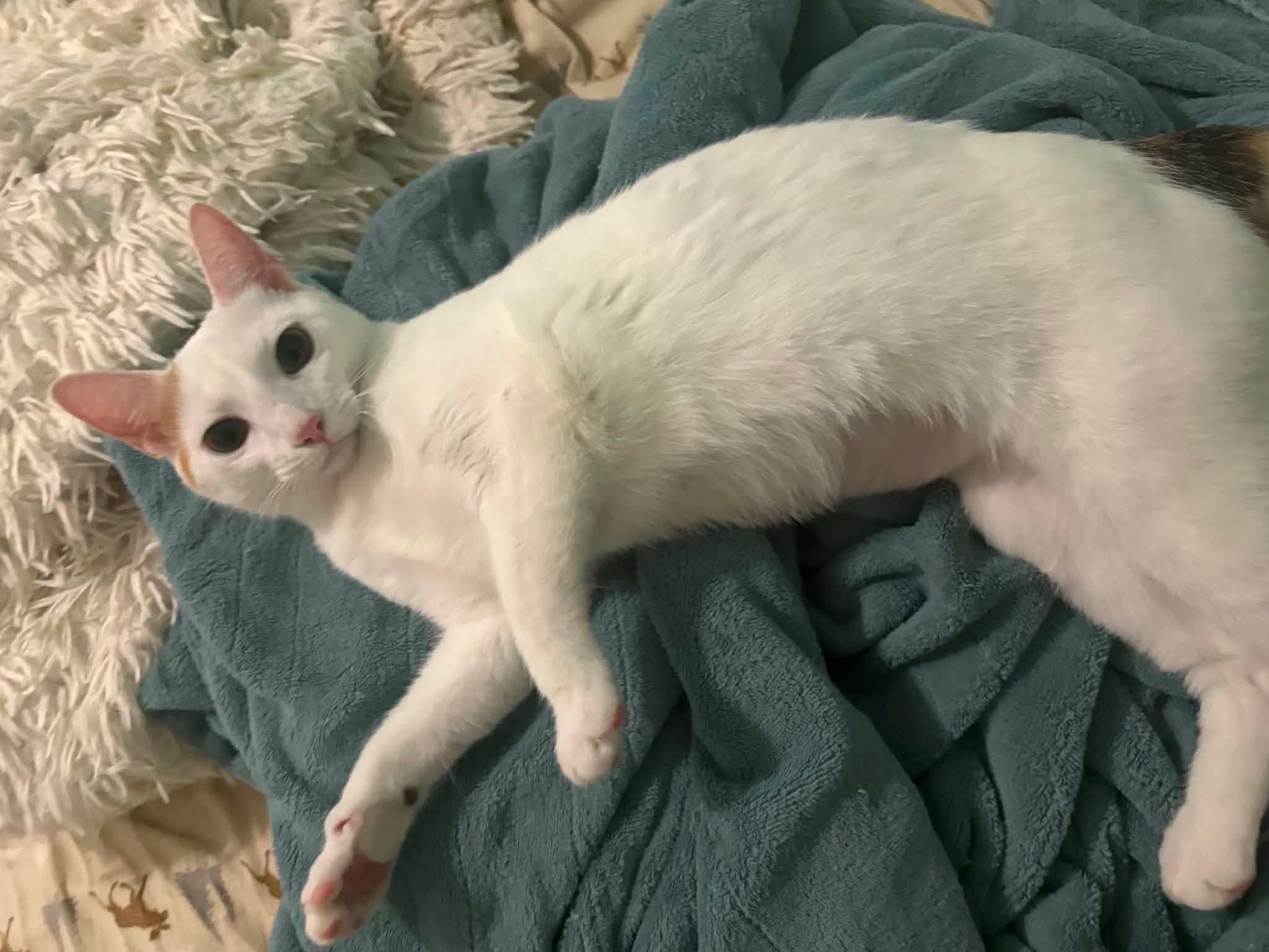 Summer, ADOPTABLE, Young Female Domestic Short Hair.