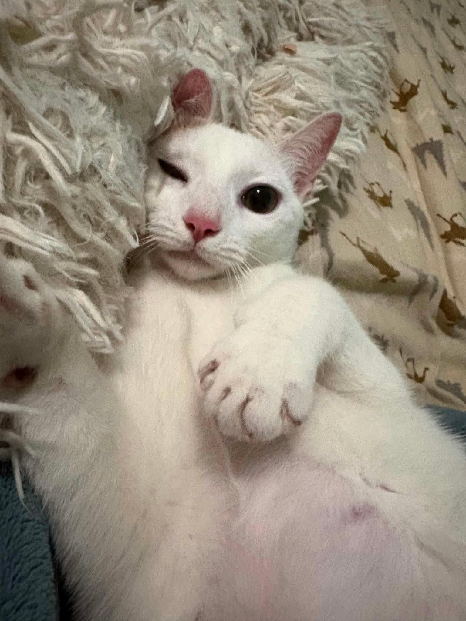 Summer, a ADOPTABLE Domestic Short Hair in Manhattan, KS image 4/5