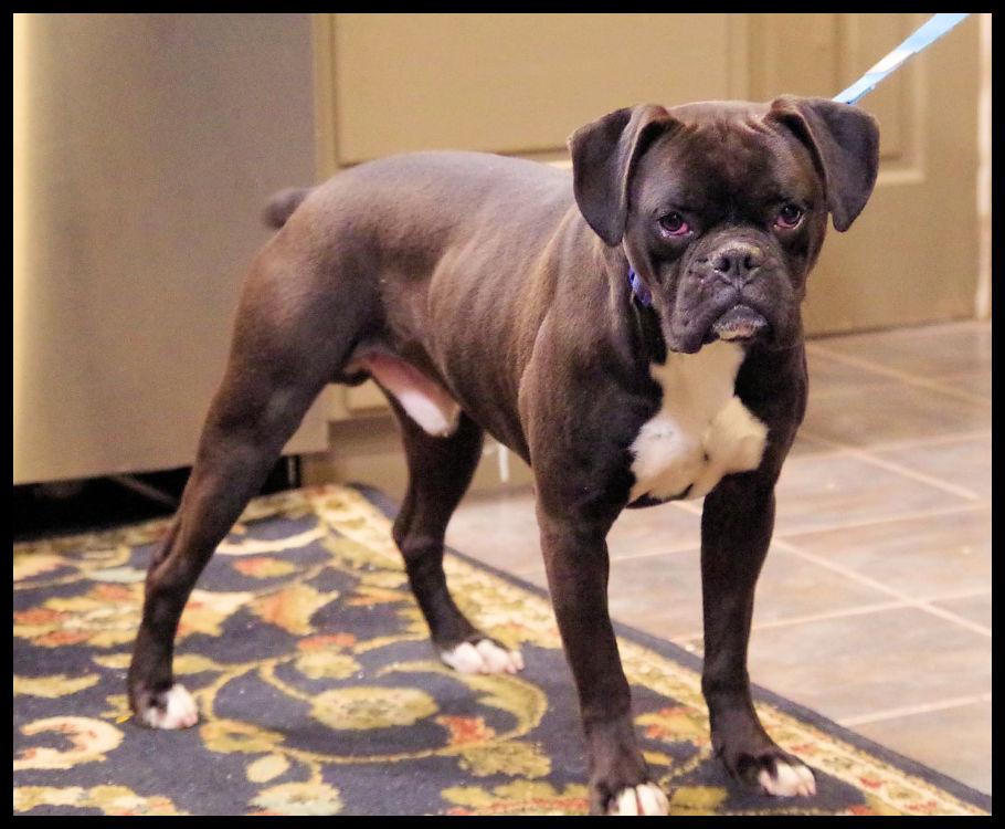 Enlarge PACQUI, a ADOPTABLE Boxer in Kuna, ID image 3/3