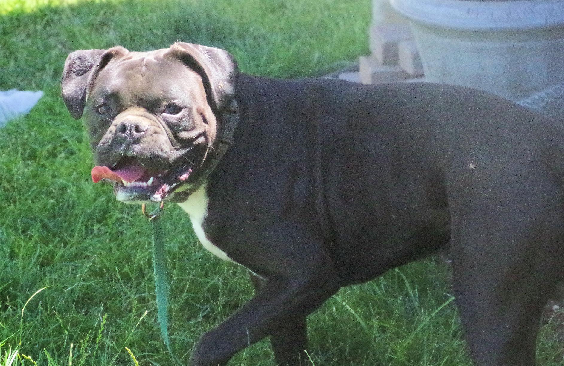 PACQUI, ADOPTABLE, Young Male Boxer.