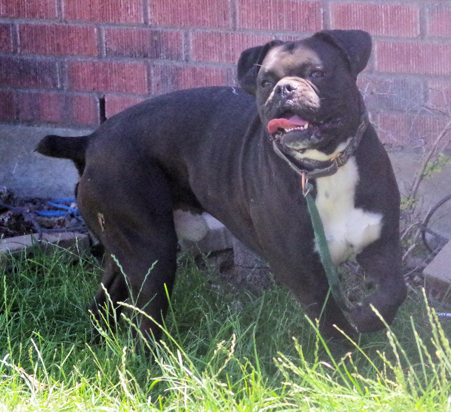 Enlarge PACQUI, a ADOPTABLE Boxer in Kuna, ID image 2/2