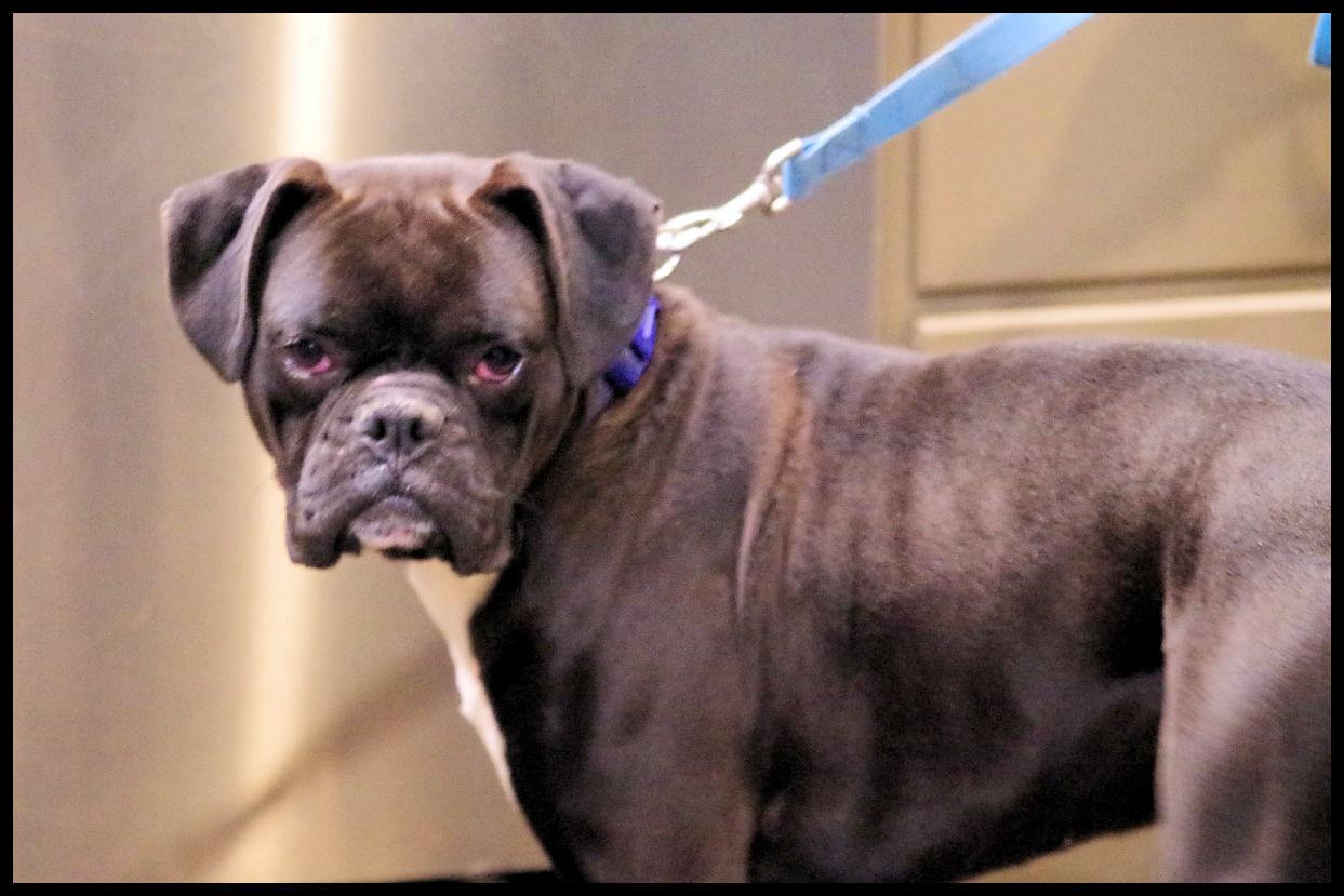 Enlarge PACQUI, a ADOPTABLE Boxer in Kuna, ID image 2/3