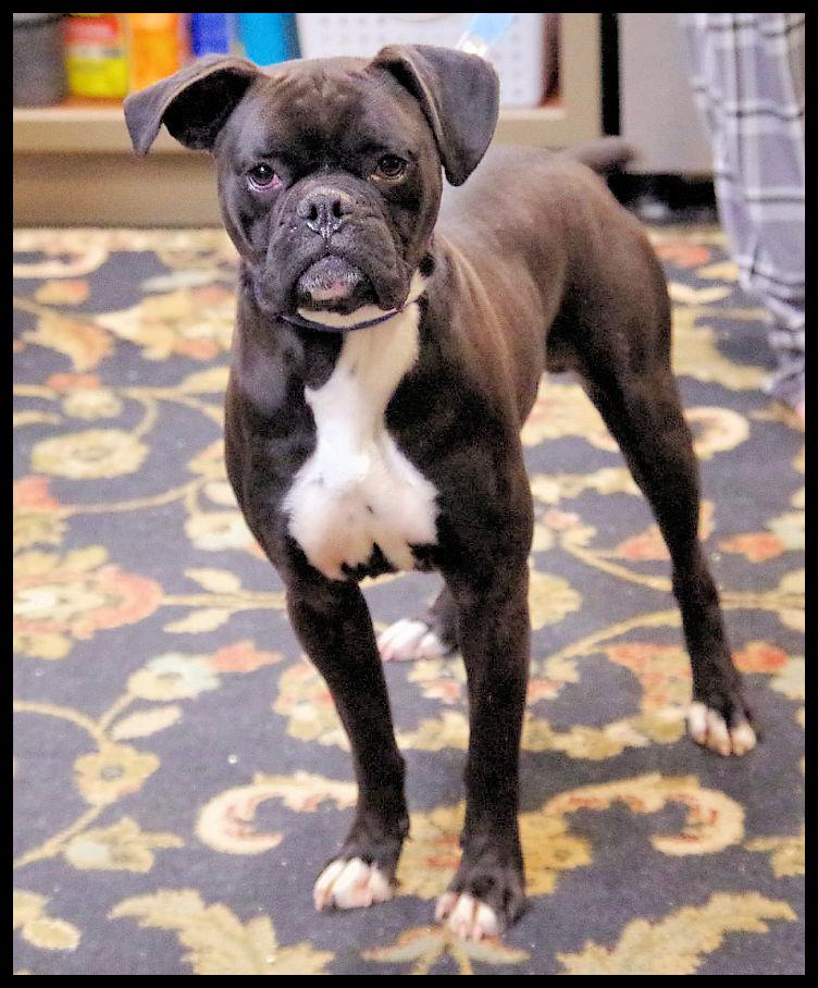 Enlarge PACQUI, a ADOPTABLE Boxer in Kuna, ID image 1/3
