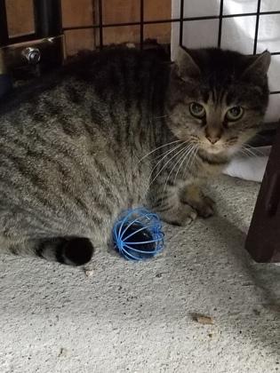 Enlarge Blossom, a Adoptable Domestic Short Hair in Bath, NY image 1/1