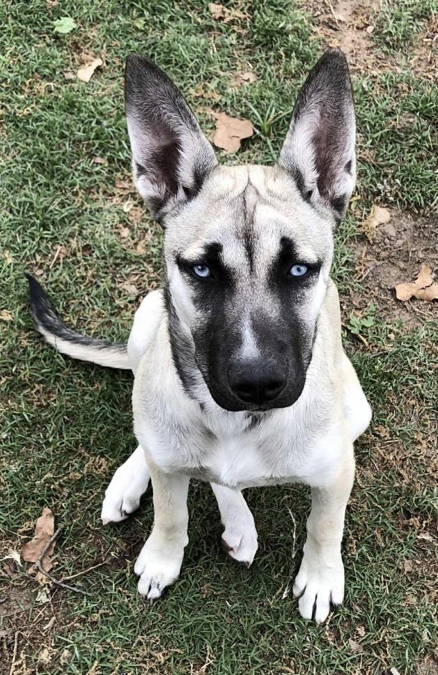 PEARL, a Adoptable mixed breed in fort worth, TX image 1/5