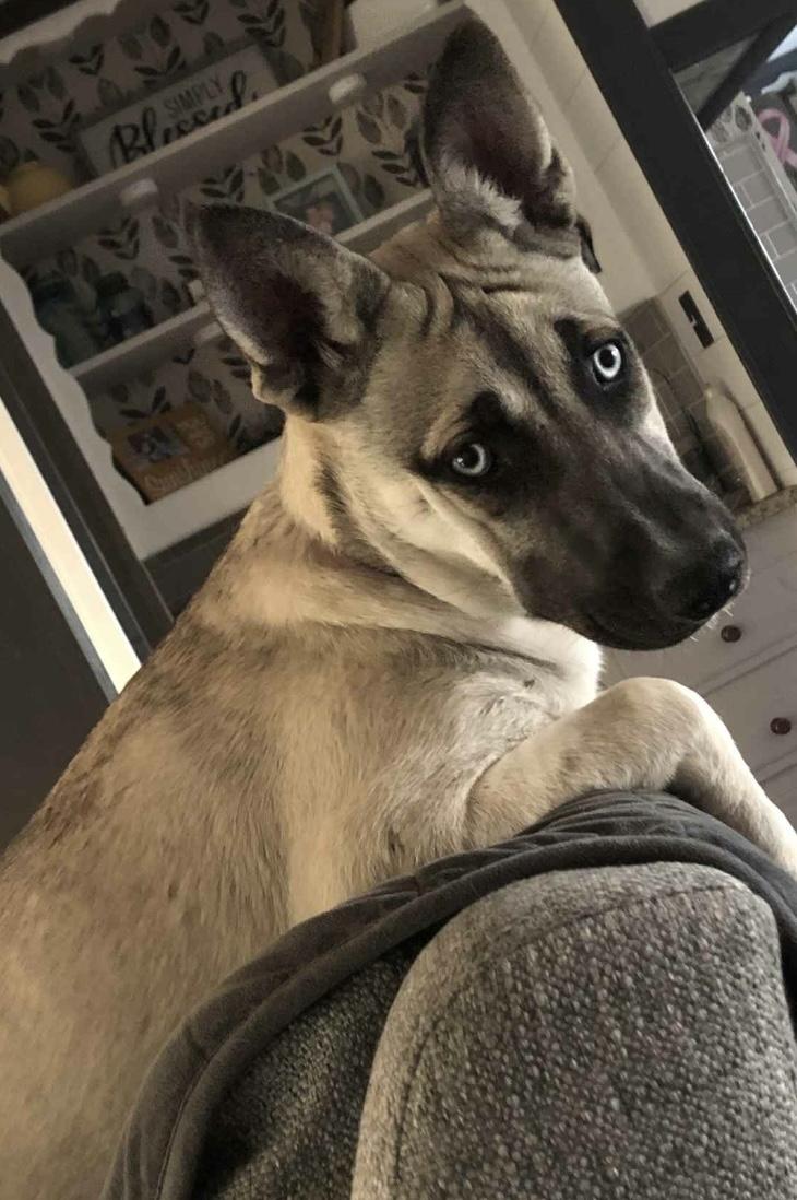 PEARL, a Adoptable mixed breed in fort worth, TX image 2/5