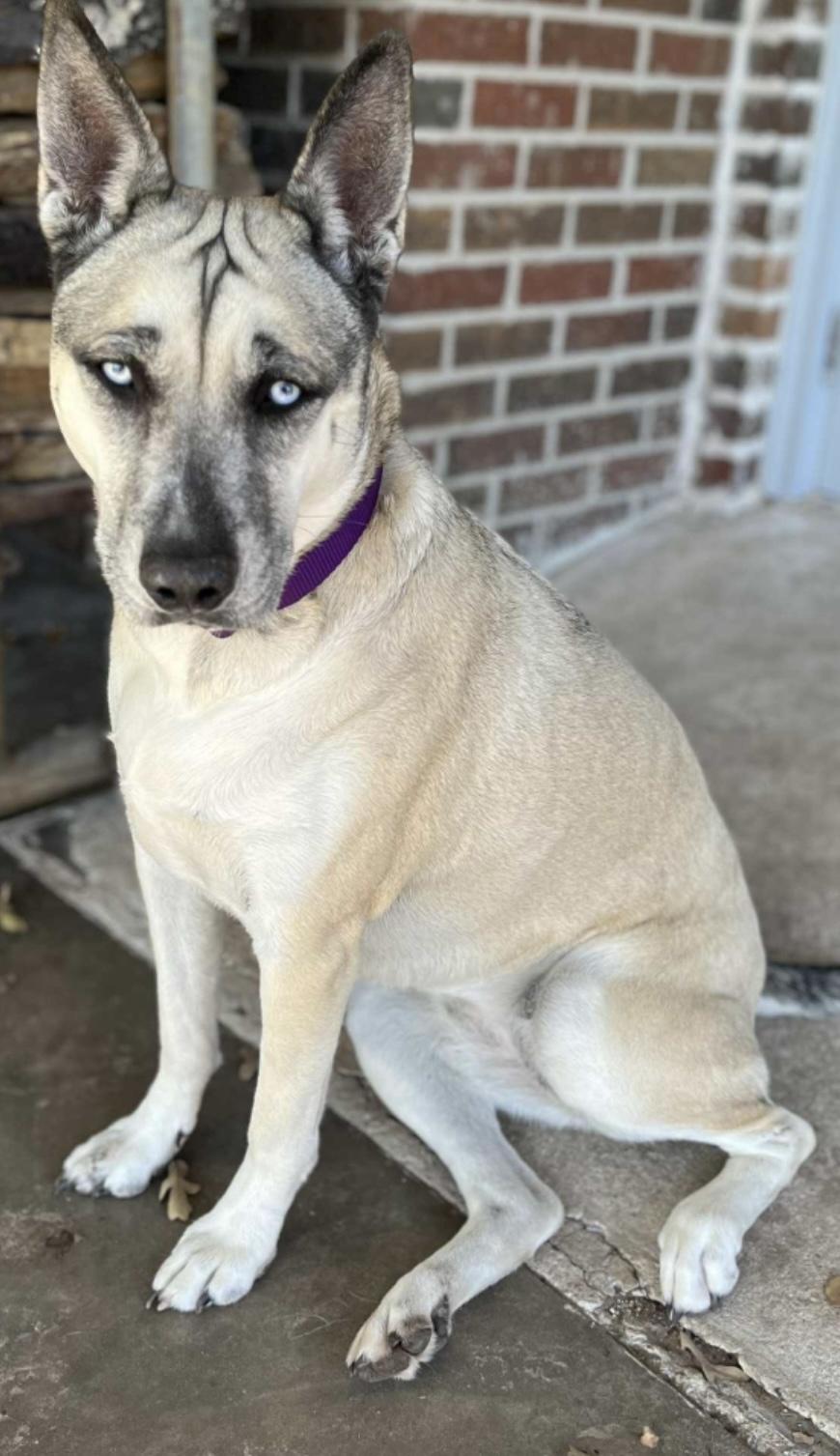 PEARL, a Adoptable mixed breed in fort worth, TX image 3/5