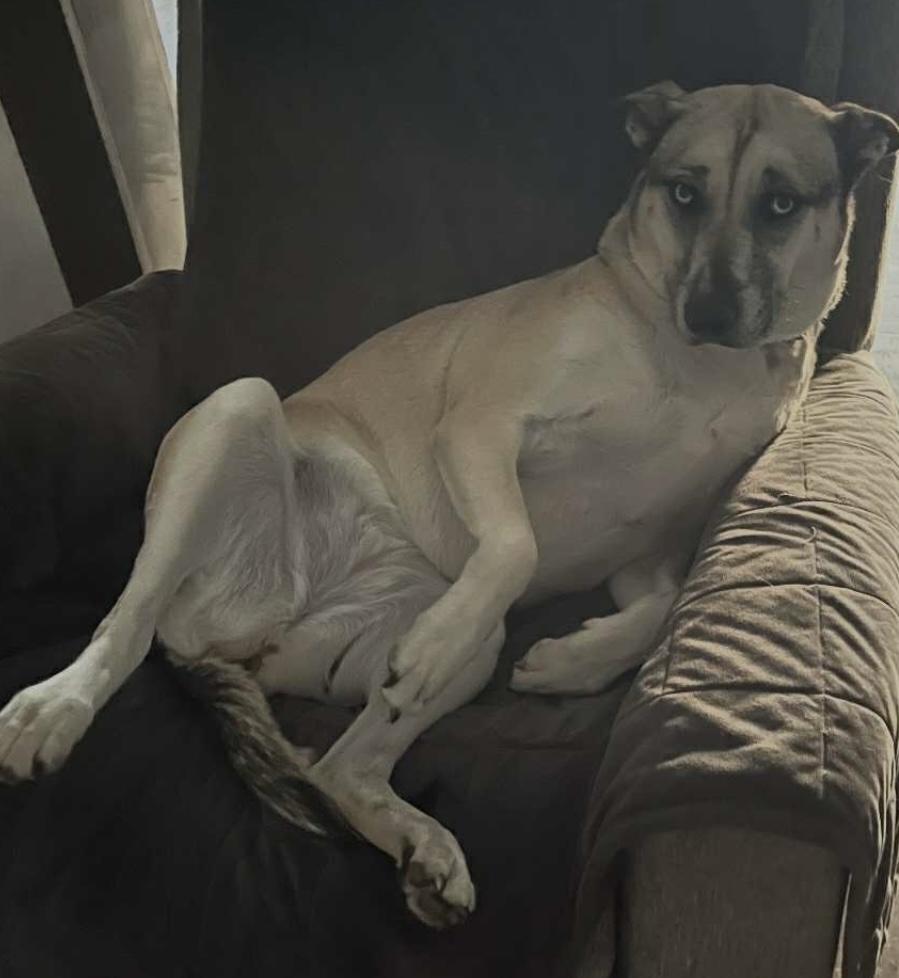 PEARL, a Adoptable mixed breed in fort worth, TX image 4/5