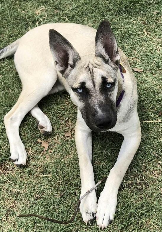 PEARL, a Adoptable mixed breed in fort worth, TX image 5/5