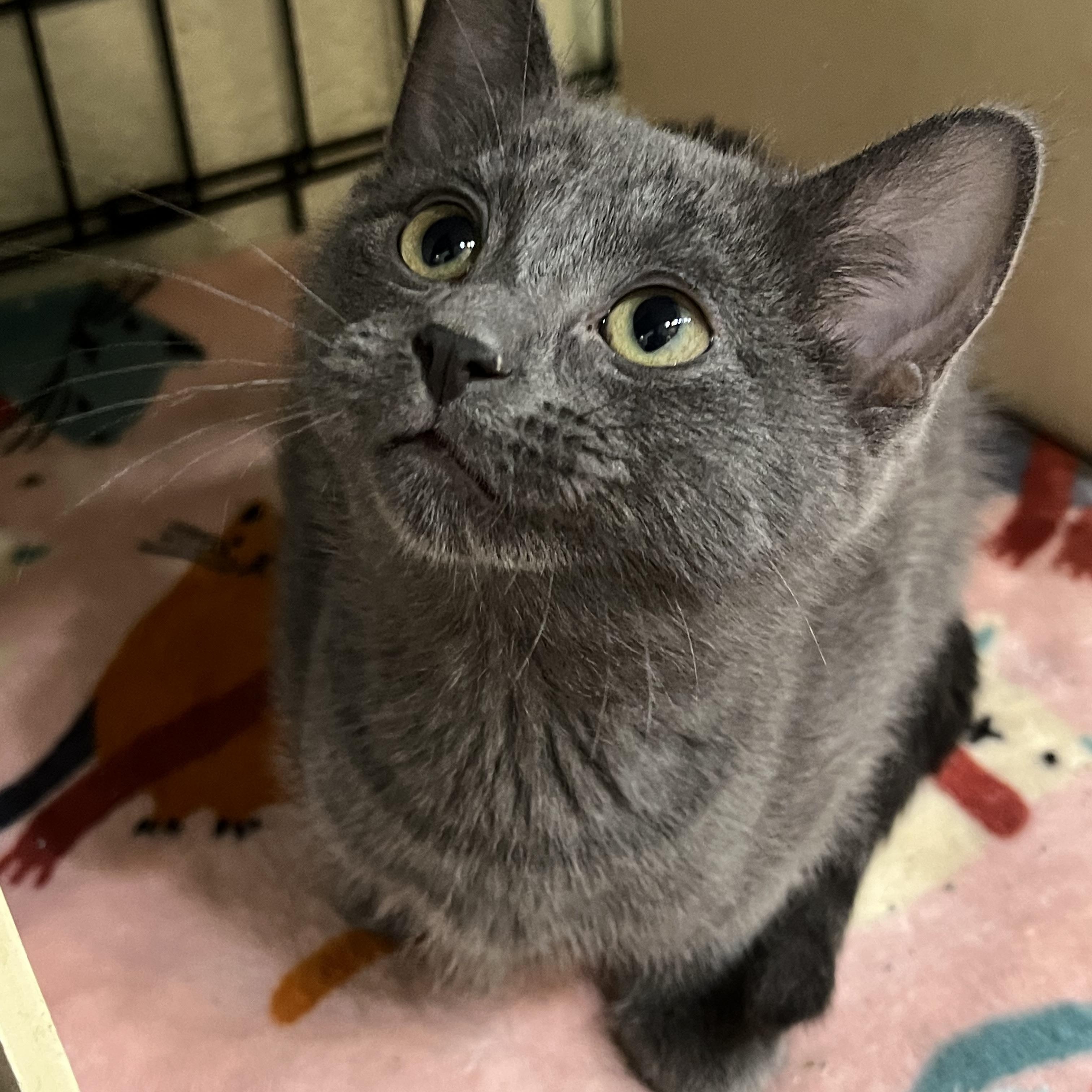 Jules , ADOPTABLE, Kitten Female Domestic Short Hair.
