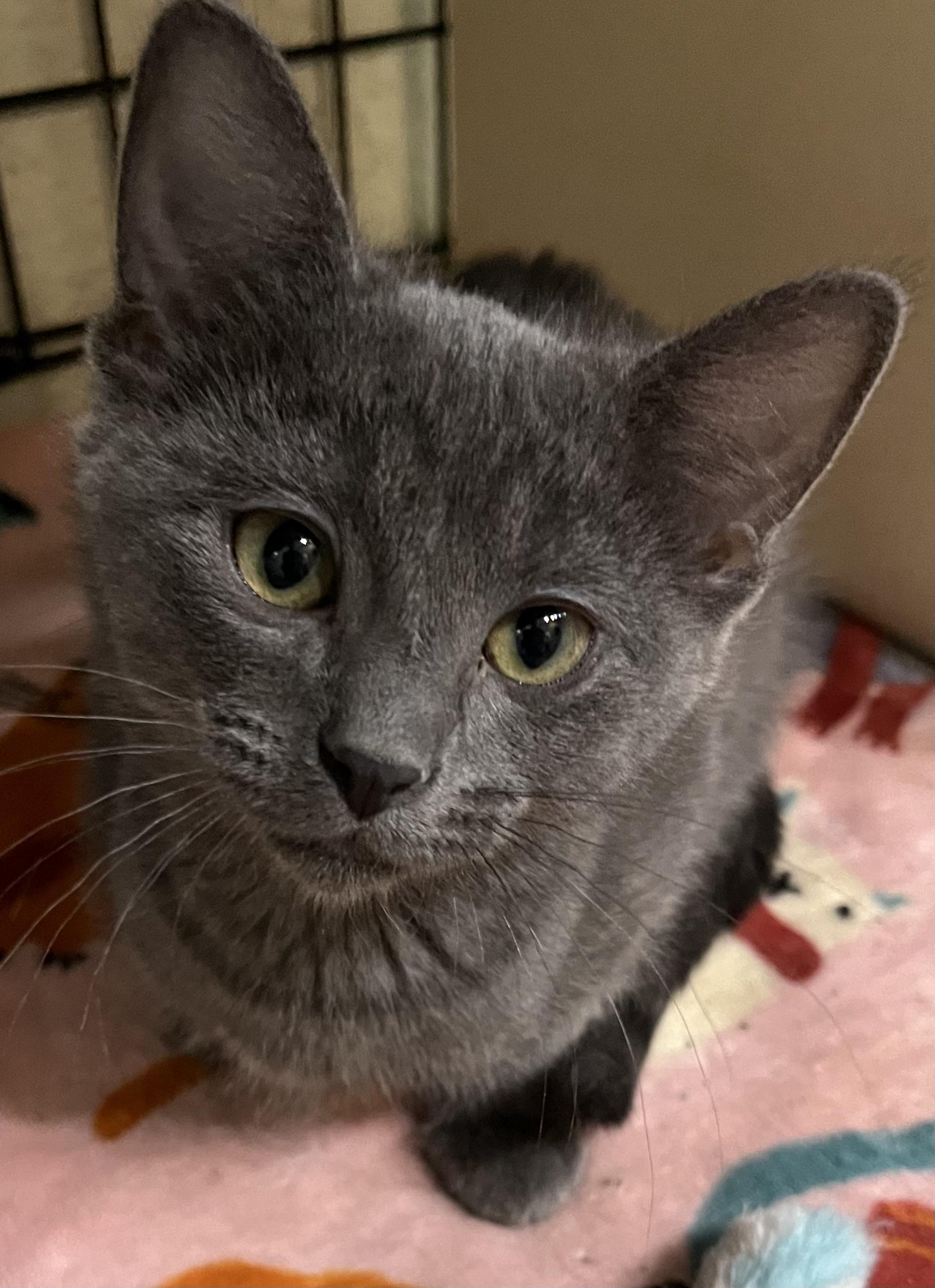 Jules , a ADOPTABLE Domestic Short Hair in Moline, IL image 5/5