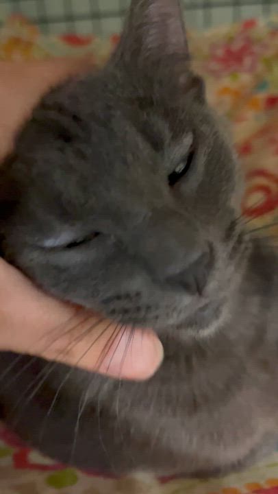 Enlarge Jules , a ADOPTABLE Domestic Short Hair in Moline, IL video 3/5