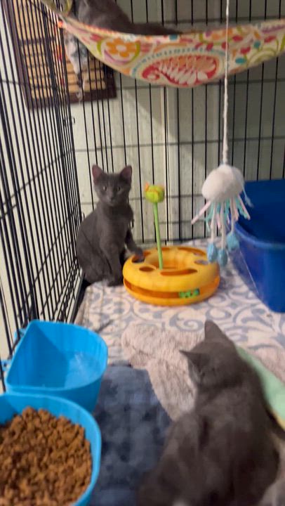 Enlarge Jules , a ADOPTABLE Domestic Short Hair in Moline, IL video 4/5