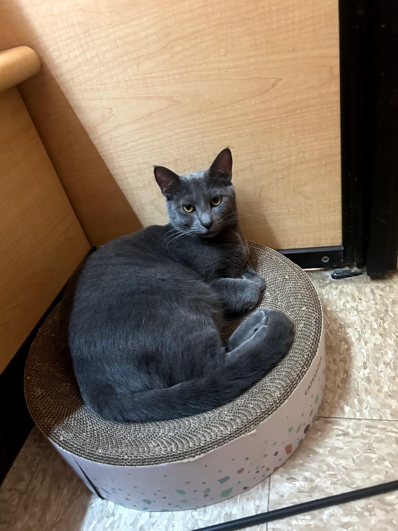 Enlarge Cara, a Adoptable Domestic Short Hair in Jeffersonville, IN image 1/1