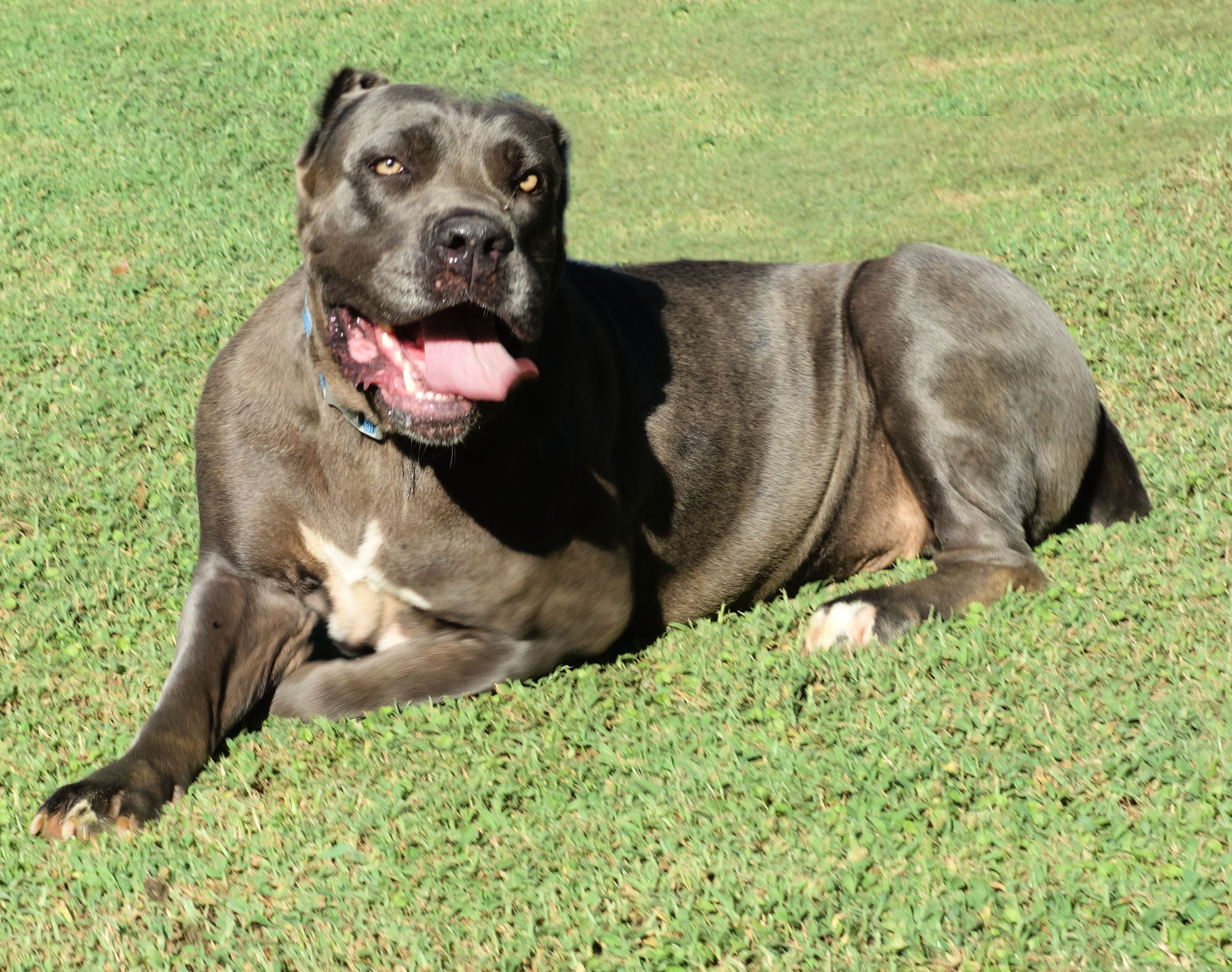 Lyric, Adoptable, Adult Female Cane Corso.