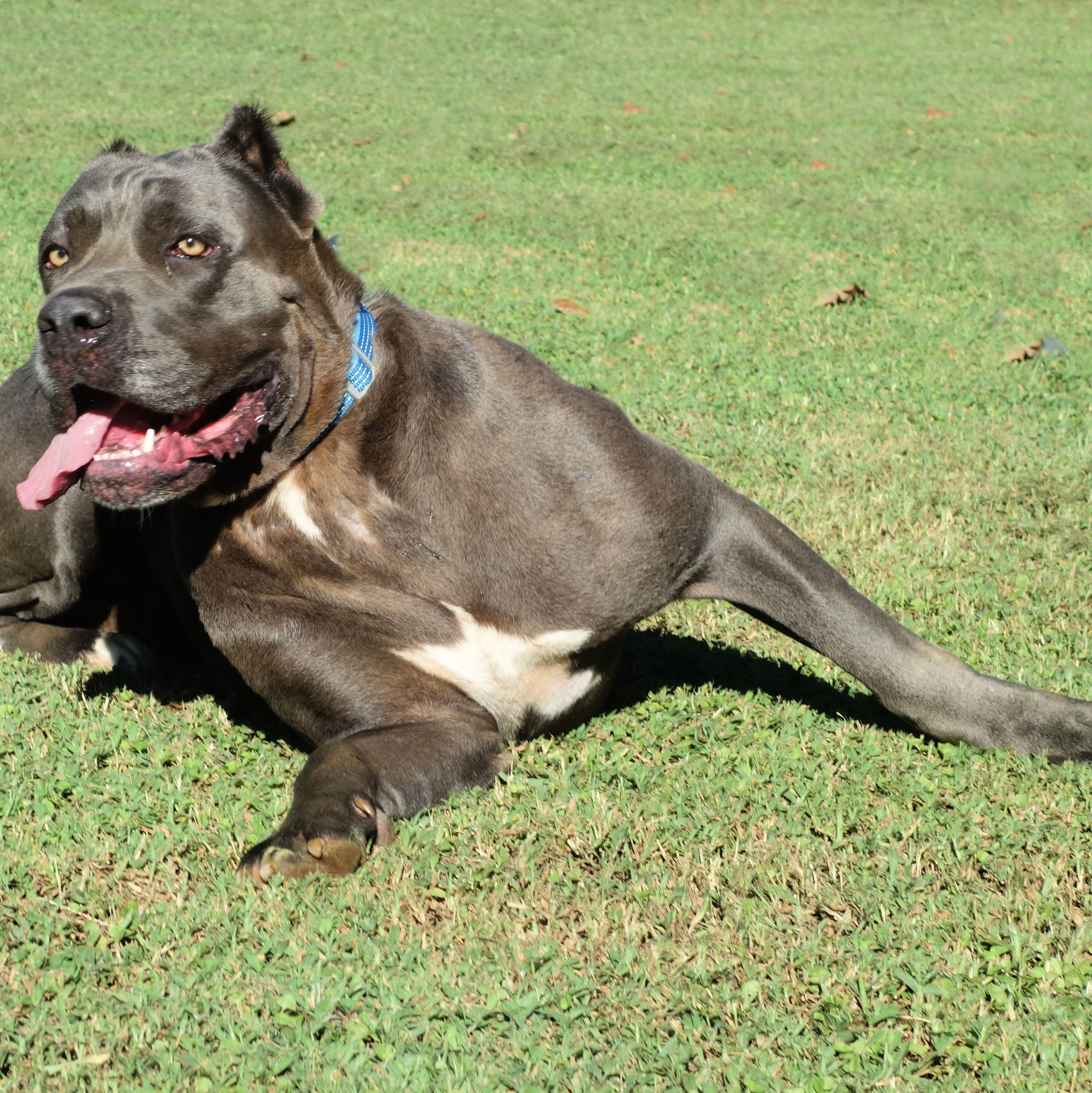 Lyric, a Adoptable Cane Corso in Norwood, GA image 4/4