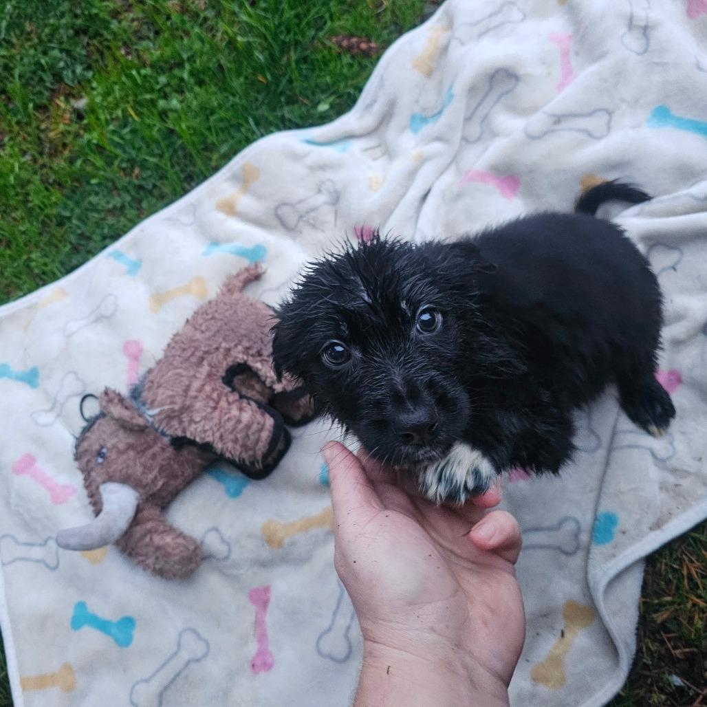 Enlarge Bravo, a Adoptable mixed breed in Oakville, WA image 1/5