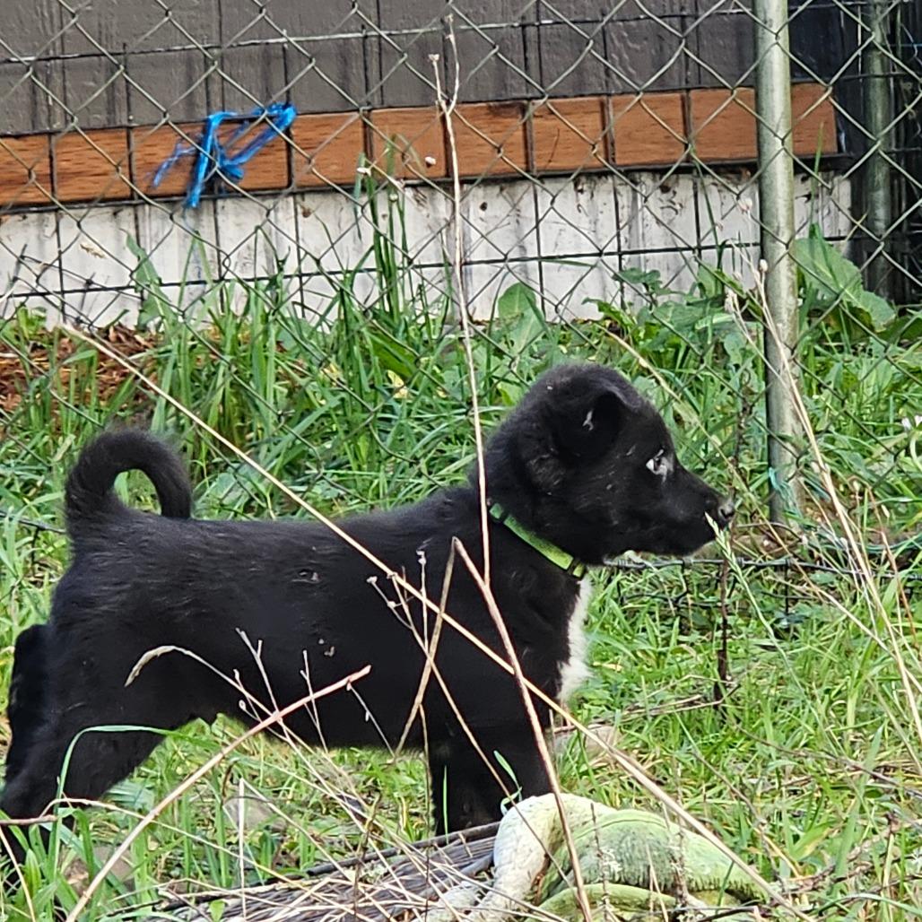 Enlarge Bravo, a Adoptable mixed breed in Oakville, WA image 2/5