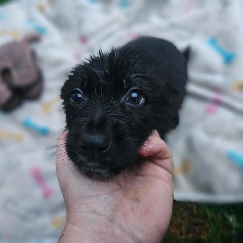 Enlarge Bravo, a Adoptable mixed breed in Oakville, WA image 3/5