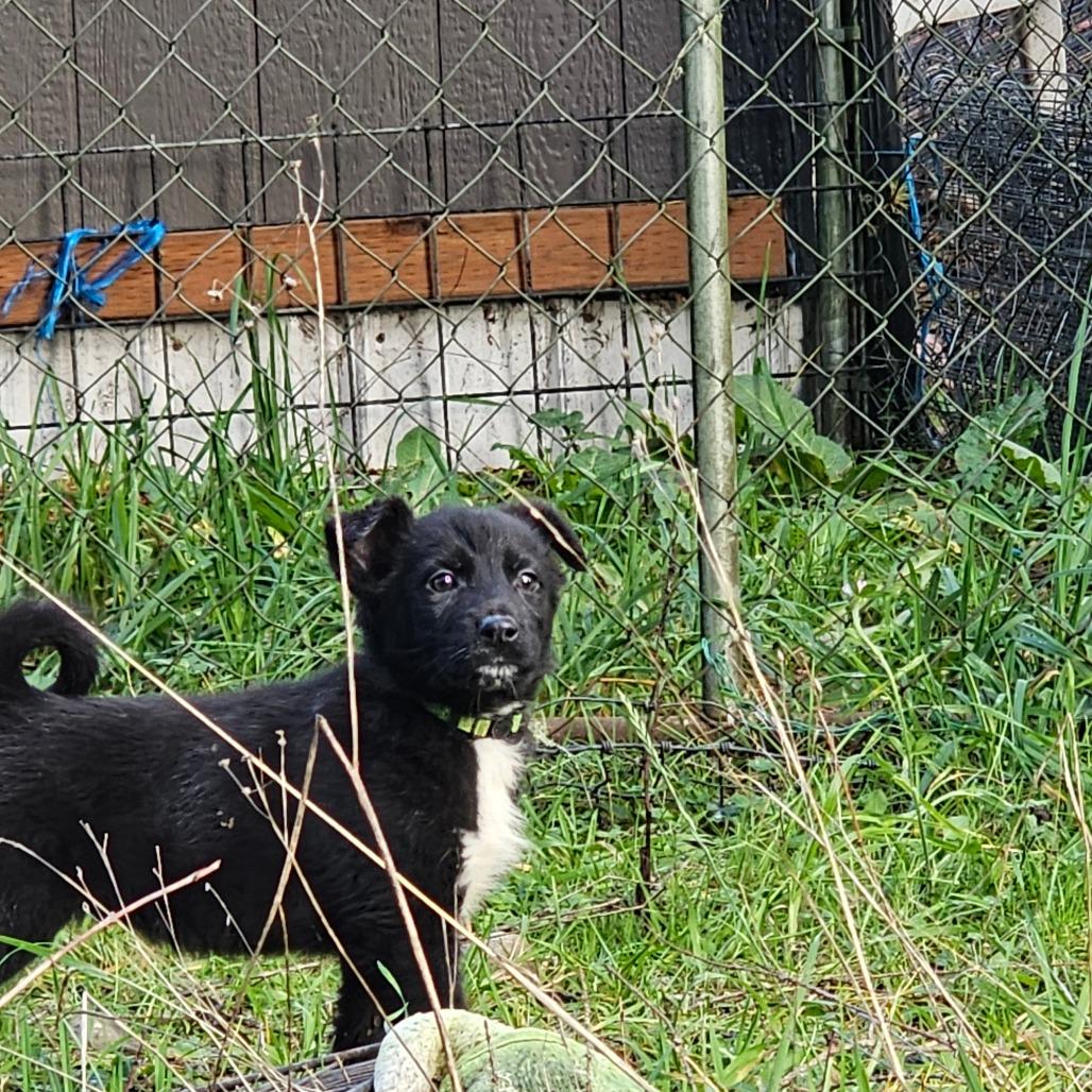 Enlarge Bravo, a Adoptable mixed breed in Oakville, WA image 4/5