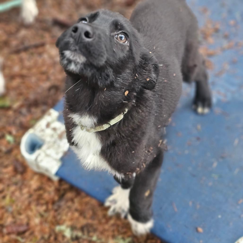 Enlarge Bravo, a Adoptable mixed breed in Oakville, WA image 5/5