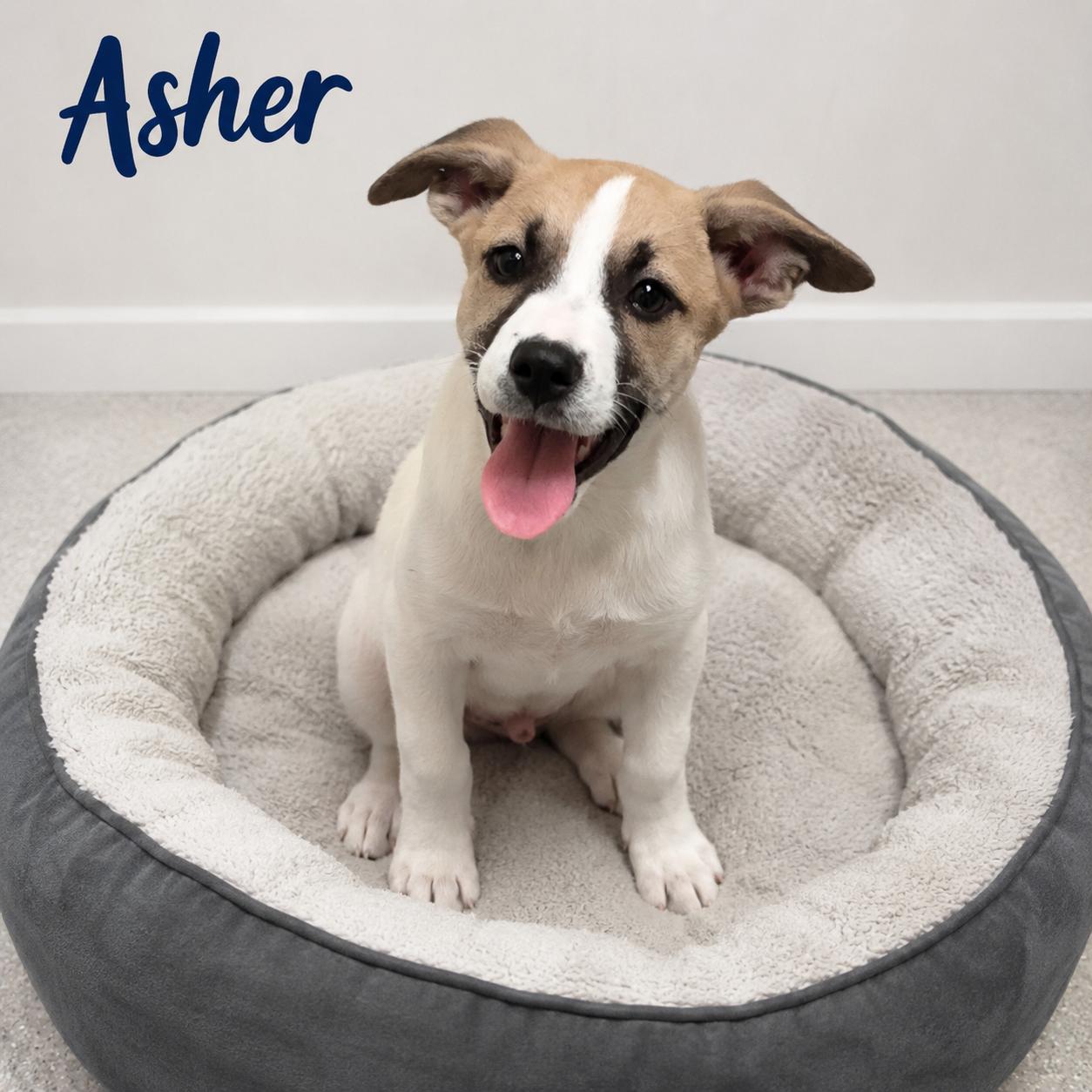 Asher, ADOPTABLE, Puppy Male Carolina Dog.
