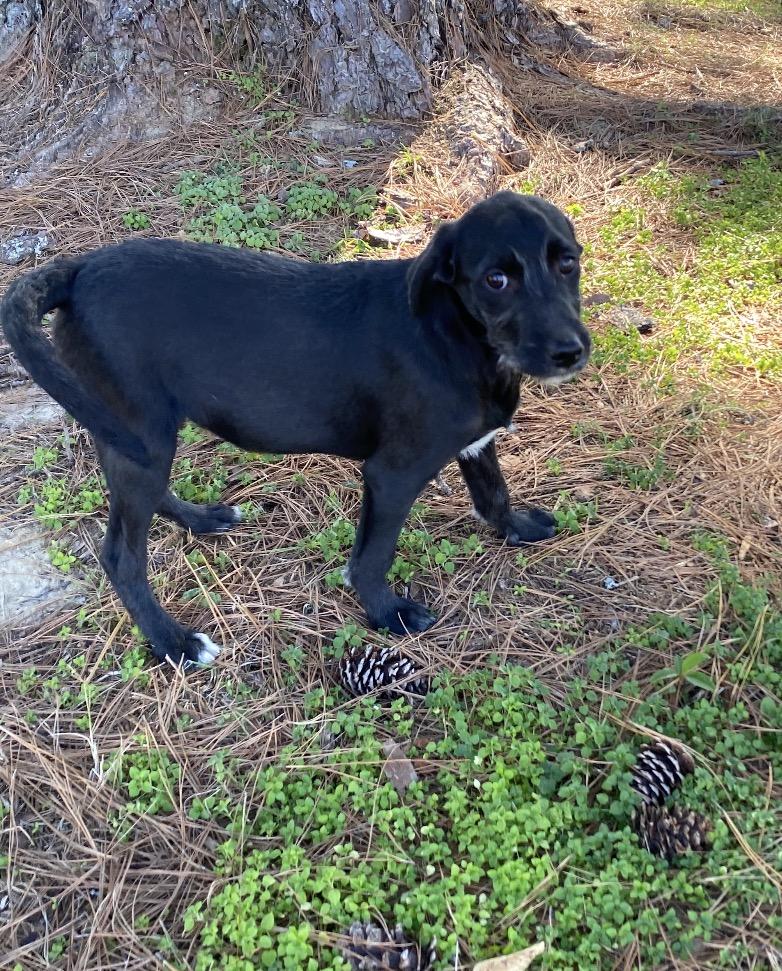 Twix, Adoptable, Puppy Male Poodle.