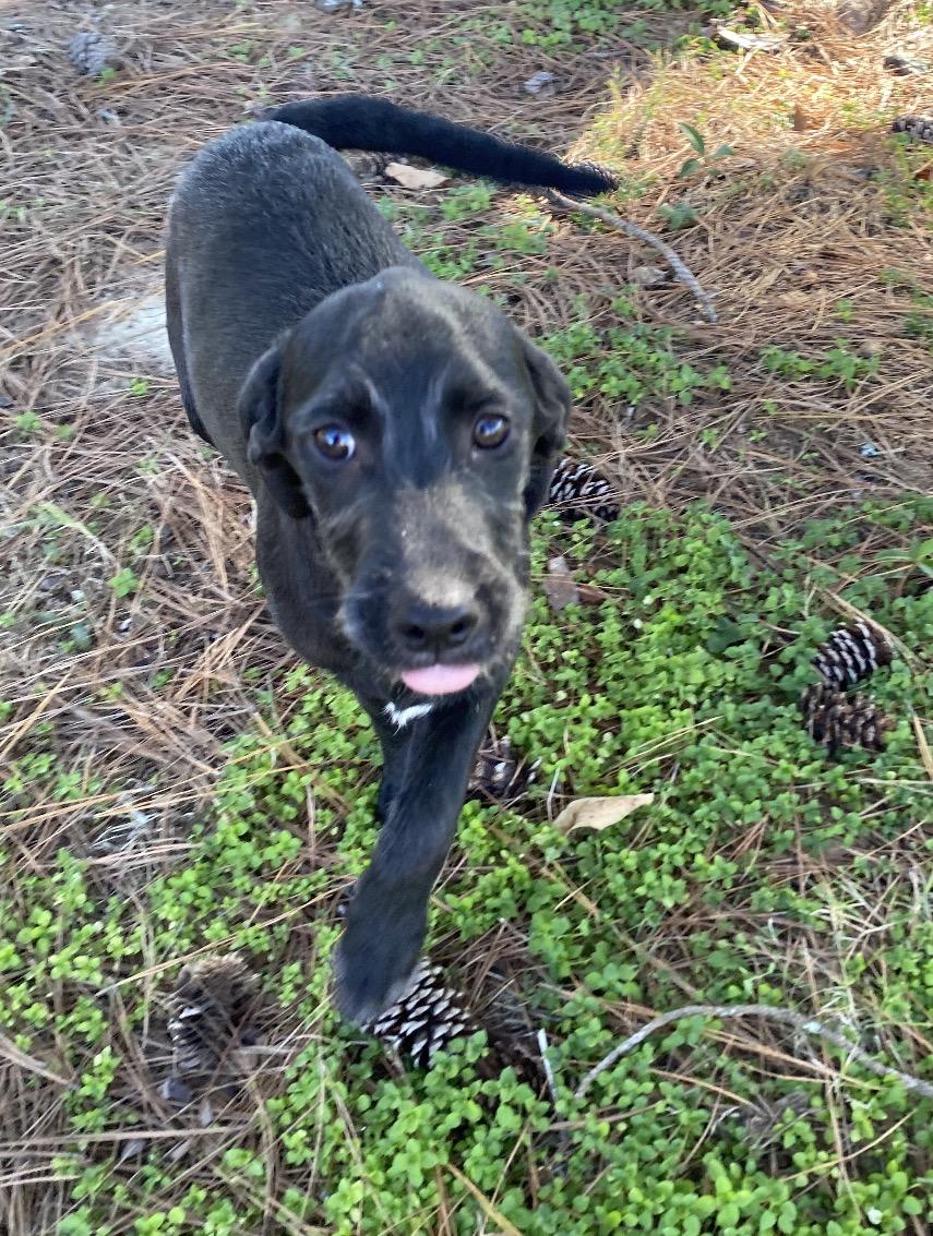 Twix, a Adoptable mixed breed in Pembroke, MA image 2/2