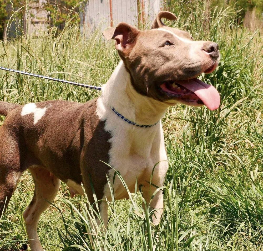 Peaches, Adoptable, Adult Female Pit Bull Terrier.