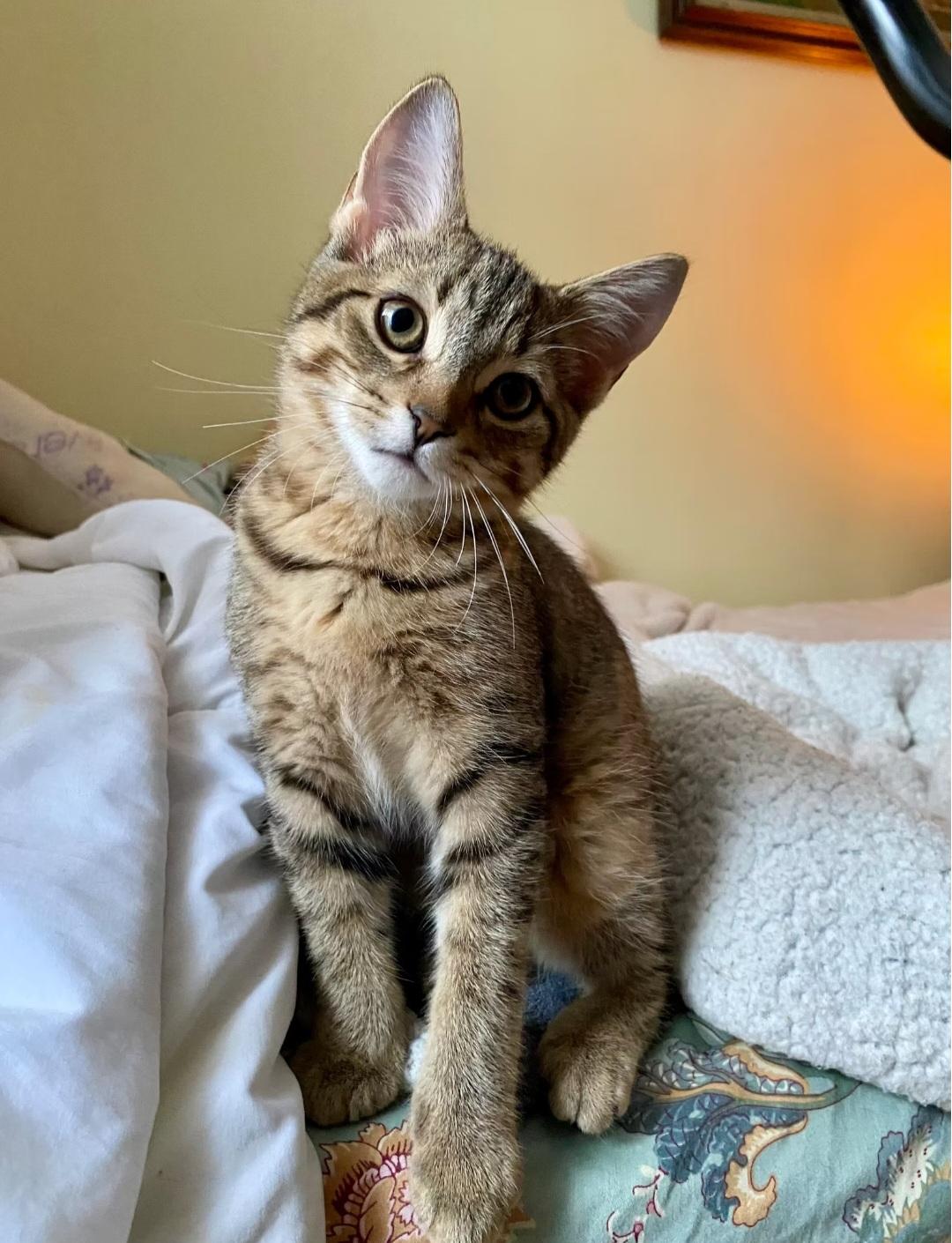 Enlarge Angel wing, an adopted Domestic Short Hair in Montréal, QC image 2/3