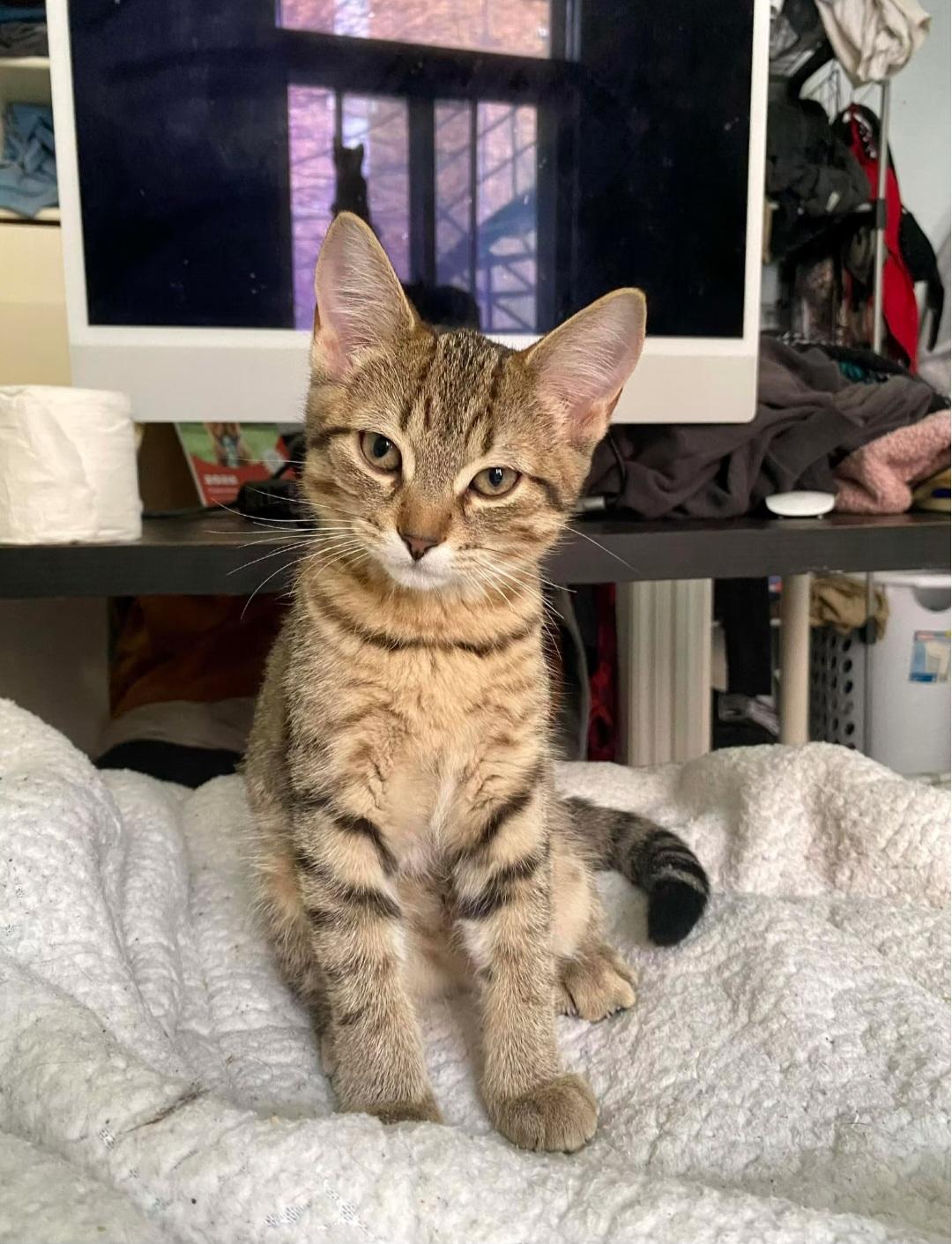 Angel wing, ADOPTABLE, Young Female Domestic Short Hair.