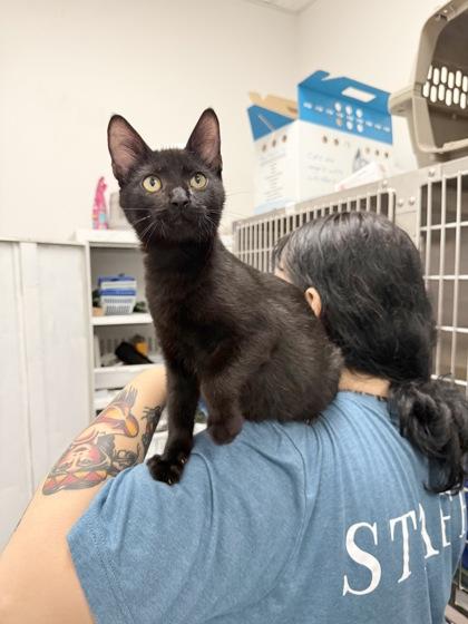 Pieck, an adoptable Domestic Short Hair in El Reno, OK, 73036 | Photo Image 2