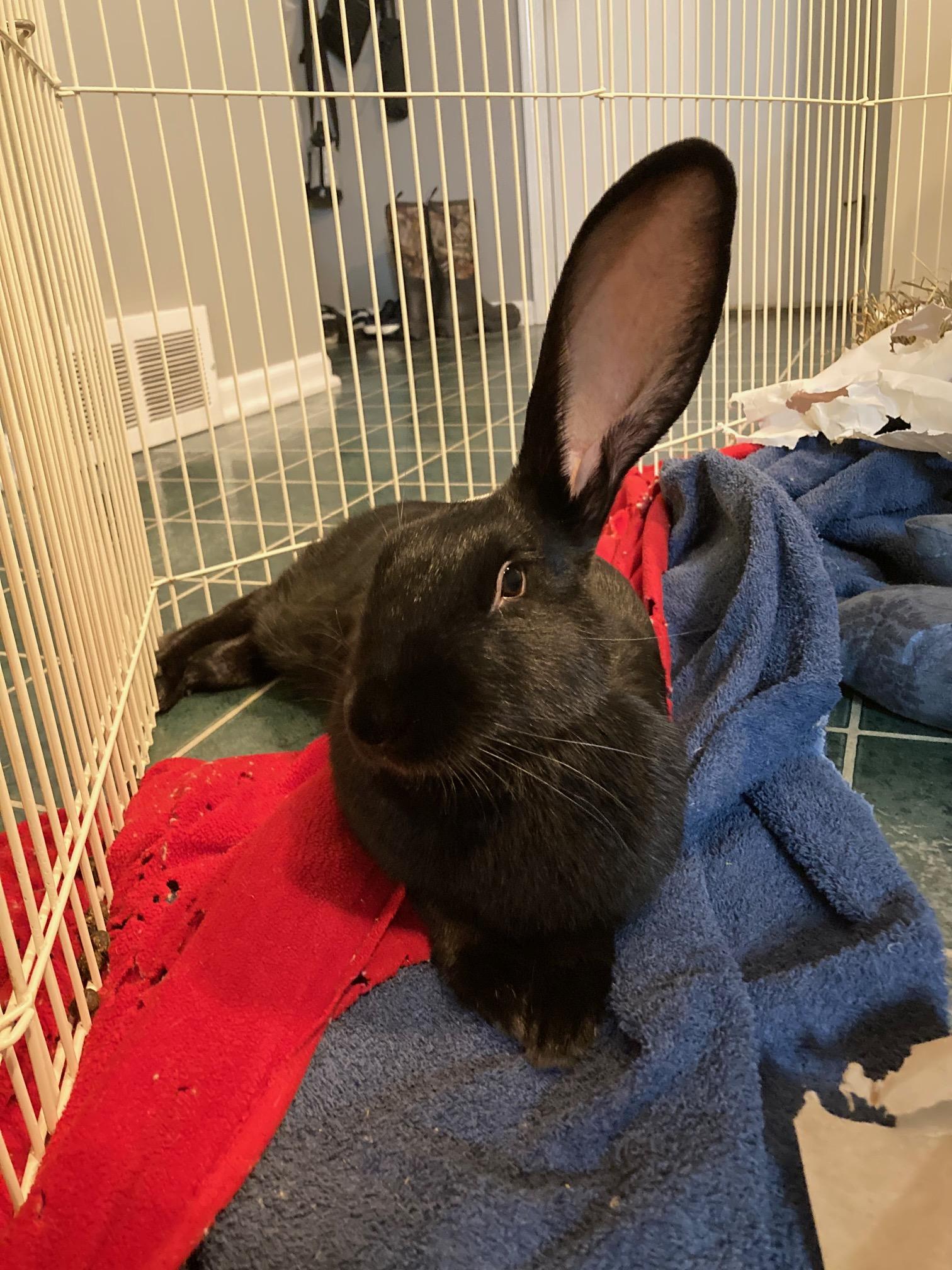 Pippin, a Adoptable mixed breed in Grand Rapids, MI image 2/4