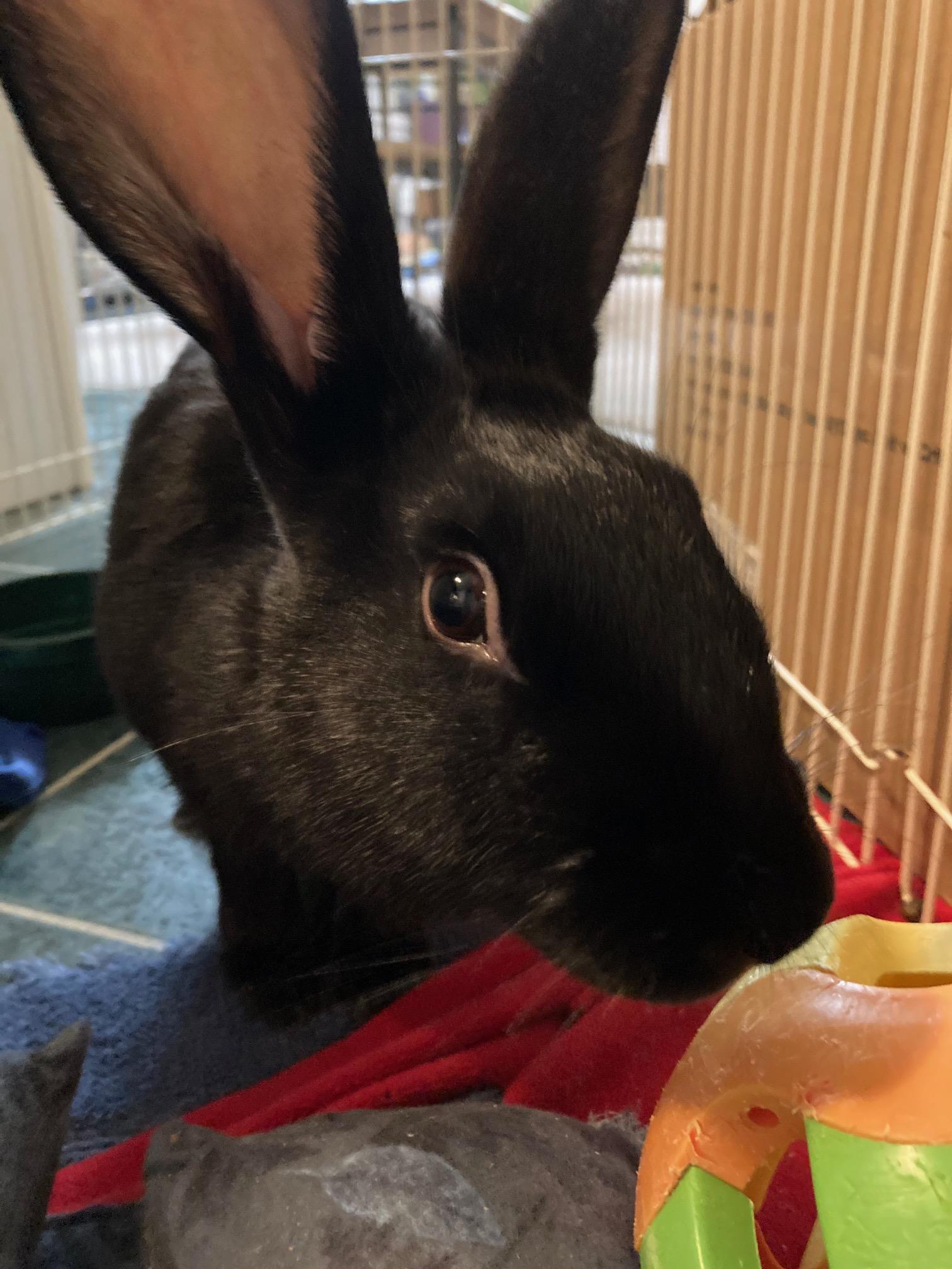 Pippin, a Adoptable mixed breed in Grand Rapids, MI image 4/4
