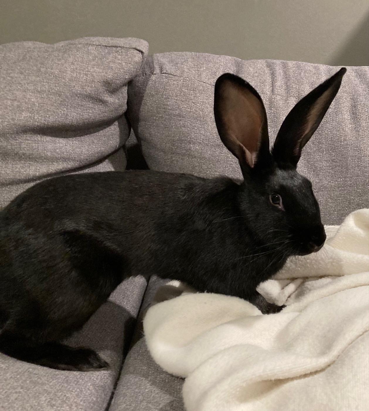 Pippin, Adoptable, Baby Female Flemish Giant.
