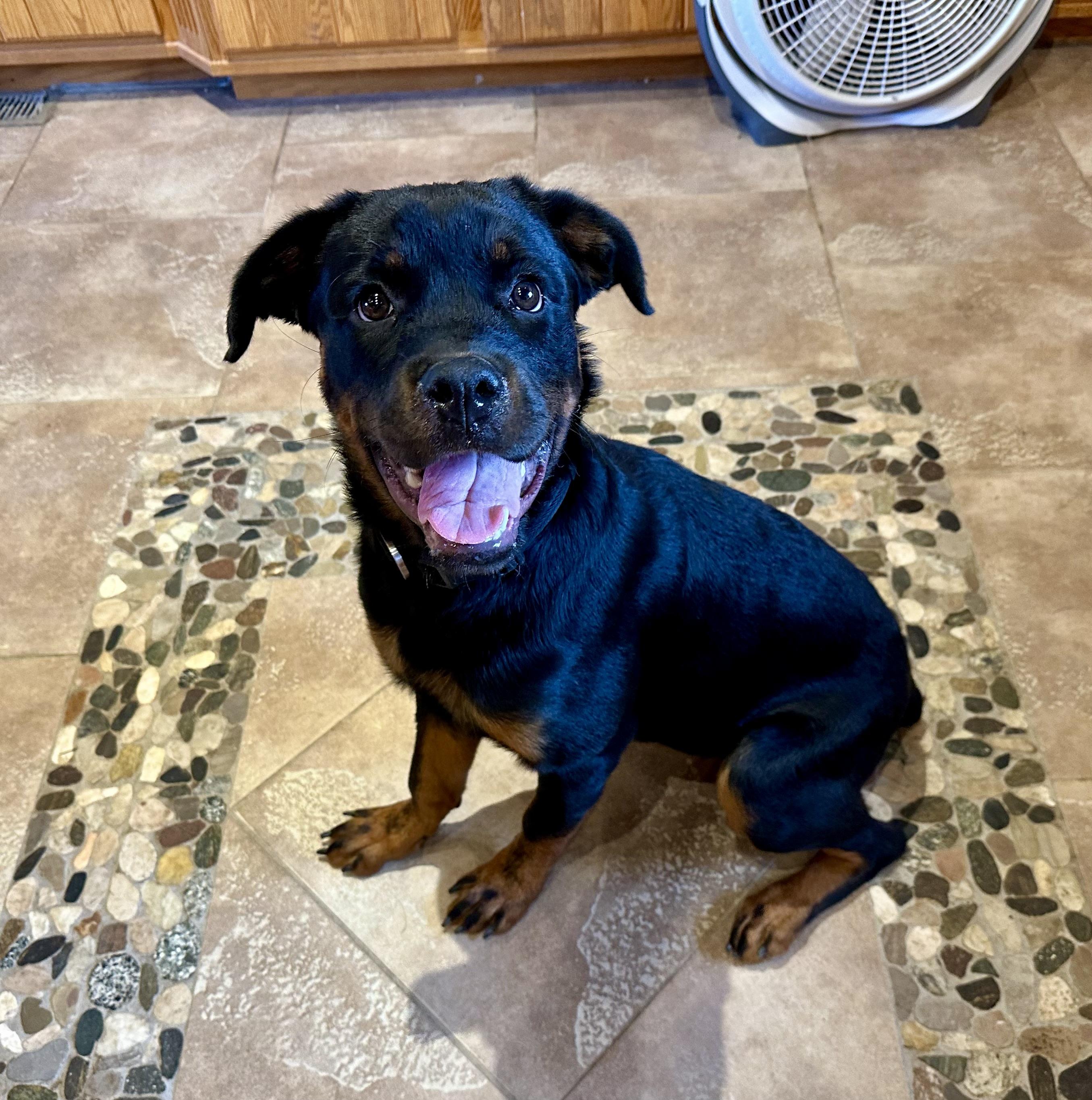 THE ROTTWEILER WIGGLE!! 8 MO OLD!!