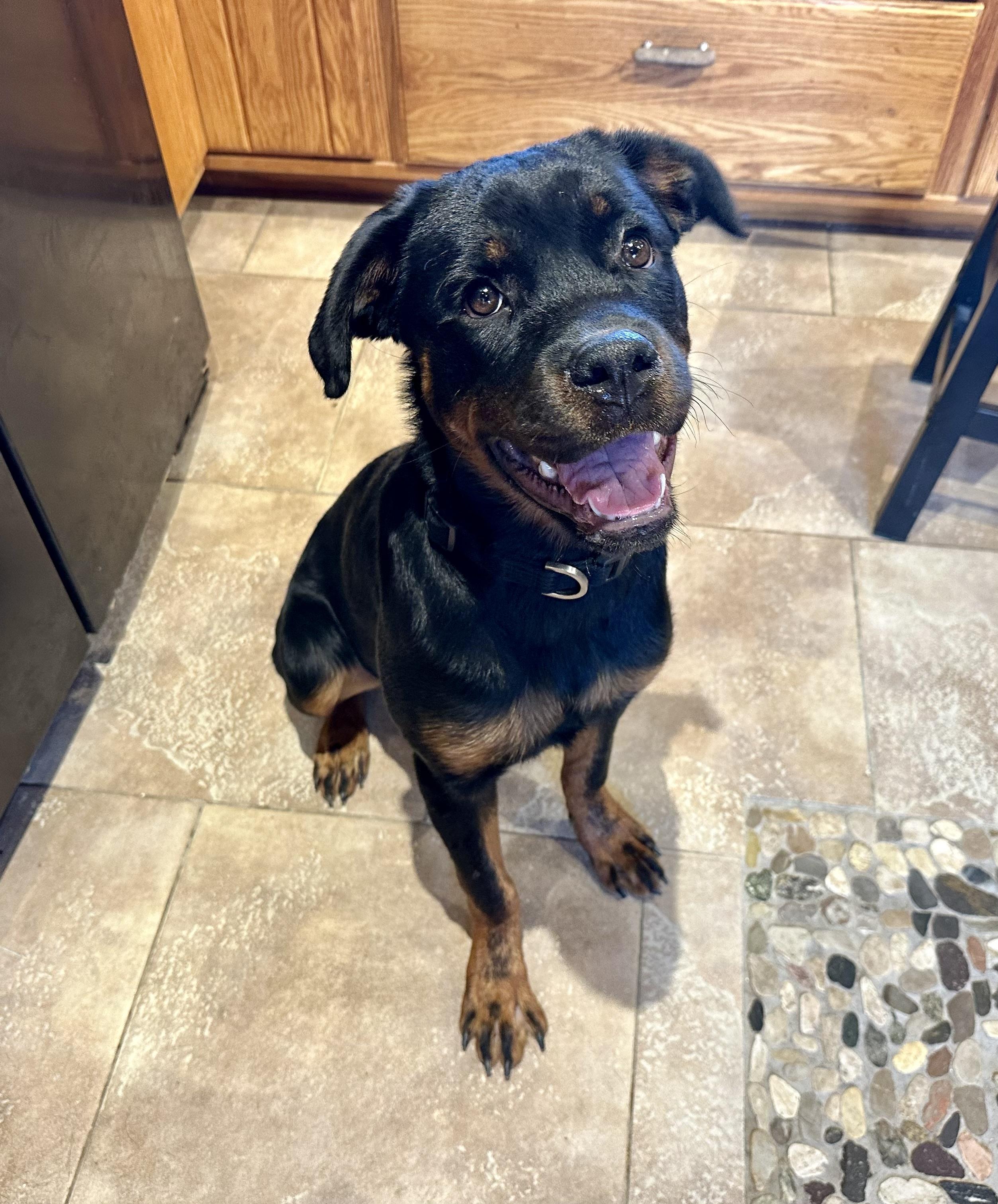 THE ROTTWEILER WIGGLE!! 8 MO OLD!!