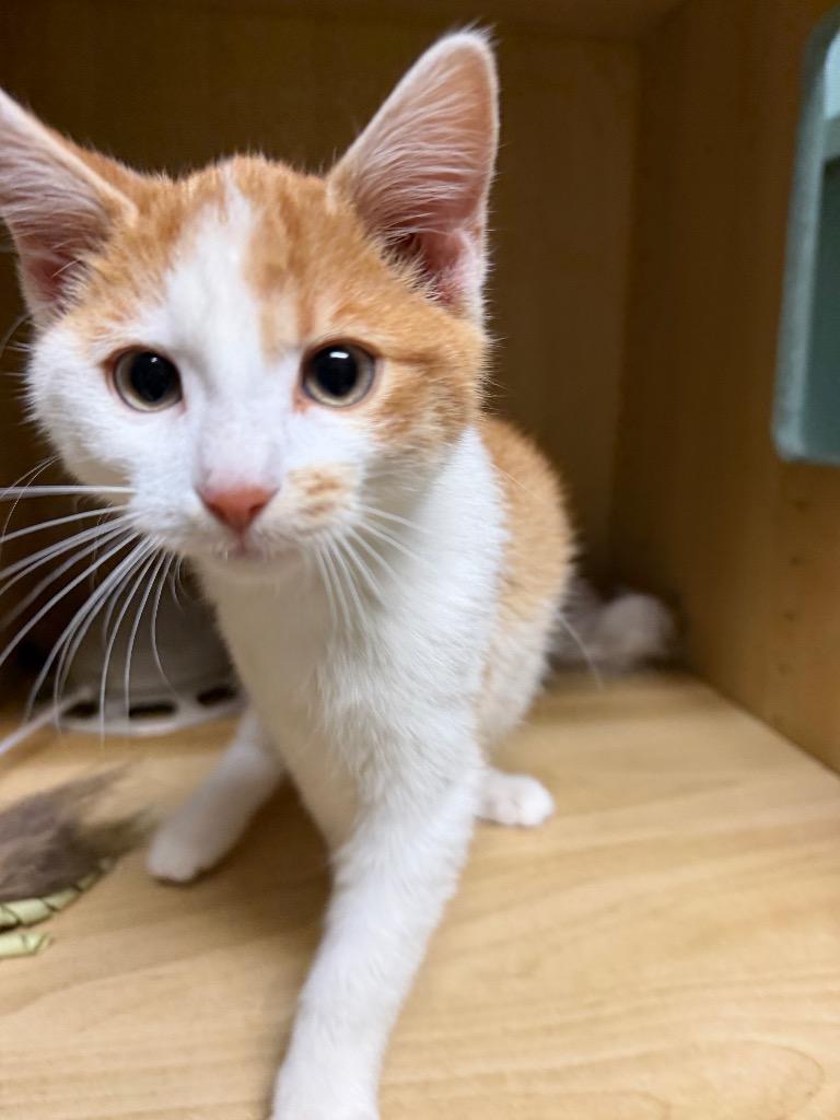 Enlarge Scotch, a Adoptable Domestic Short Hair in Amery, WI image 4/4