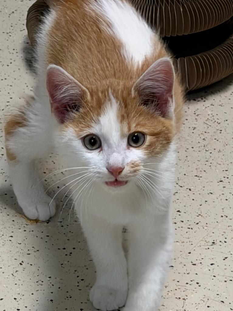 Scotch, Adoptable, Kitten Male Domestic Short Hair.