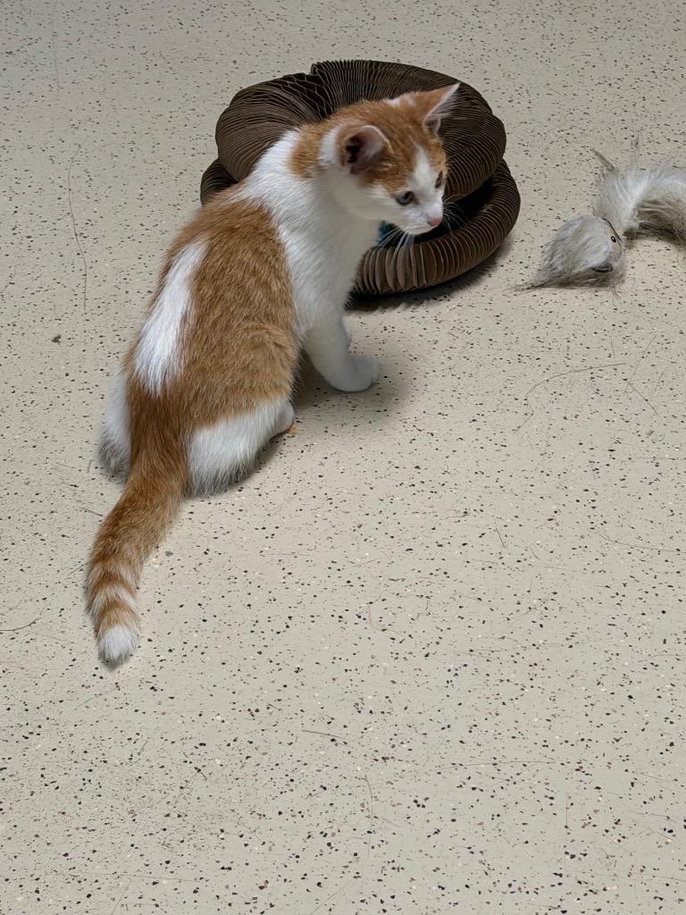 Enlarge Scotch, a Adoptable Domestic Short Hair in Amery, WI image 2/4