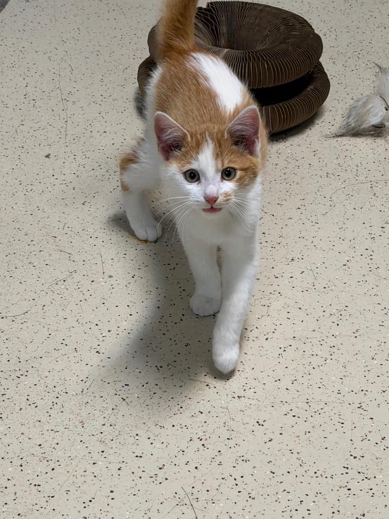 Enlarge Scotch, a Adoptable Domestic Short Hair in Amery, WI image 3/4